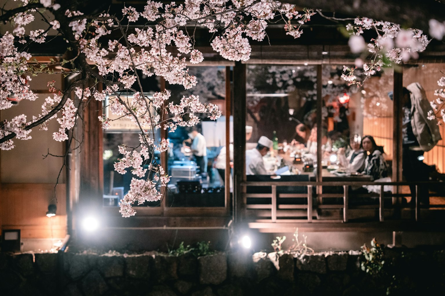 夜間餐廳外觀，外面盛開的櫻花，裡面有人用餐