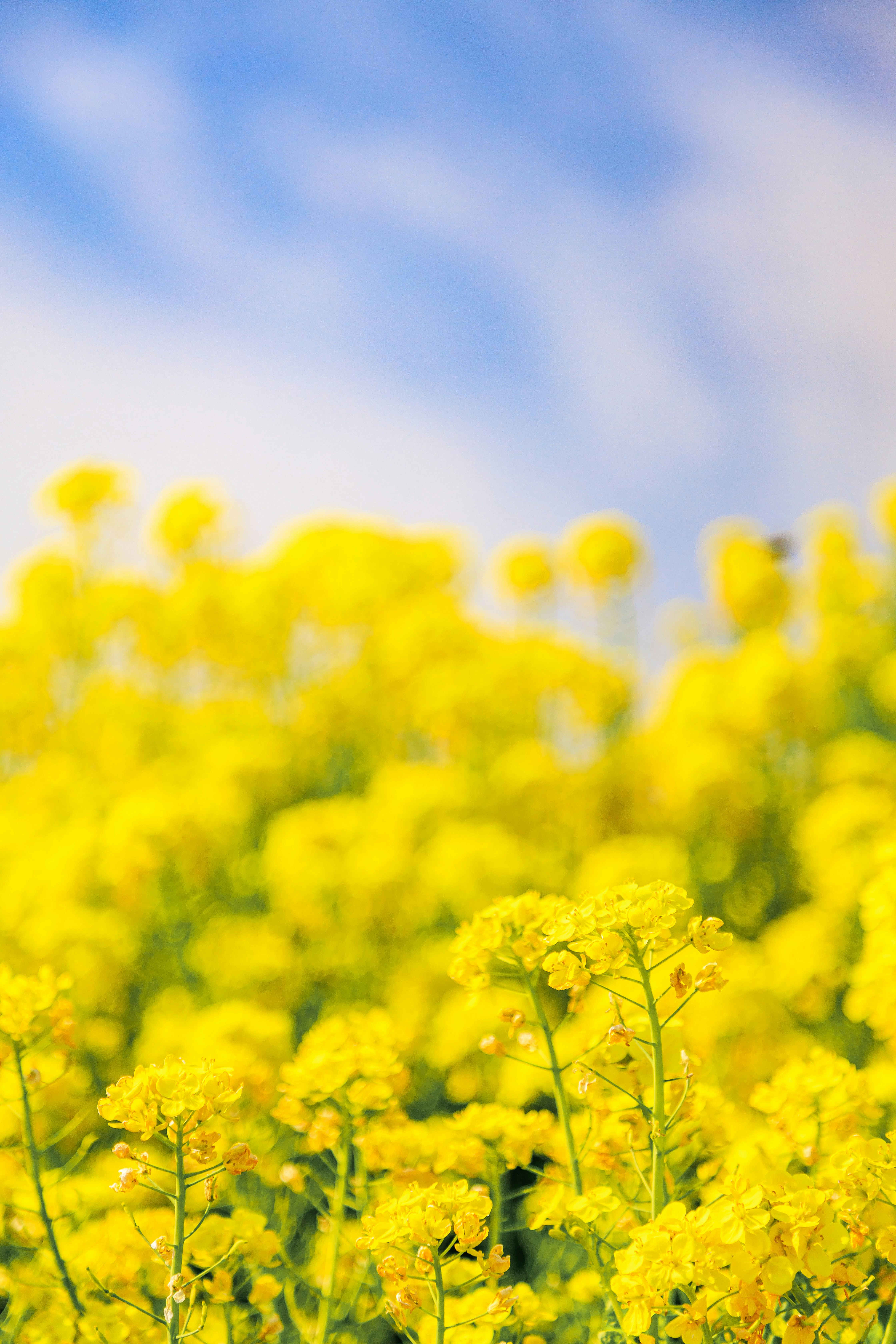 菜の花畑の黄色い花と青空