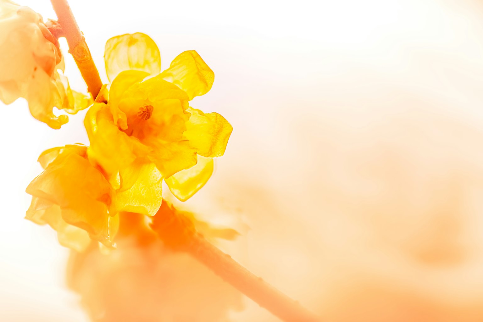 明亮背景下的黃色花朵特寫