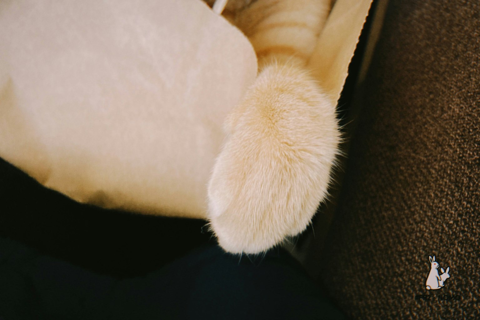 猫的柔软爪子和毛发的特写