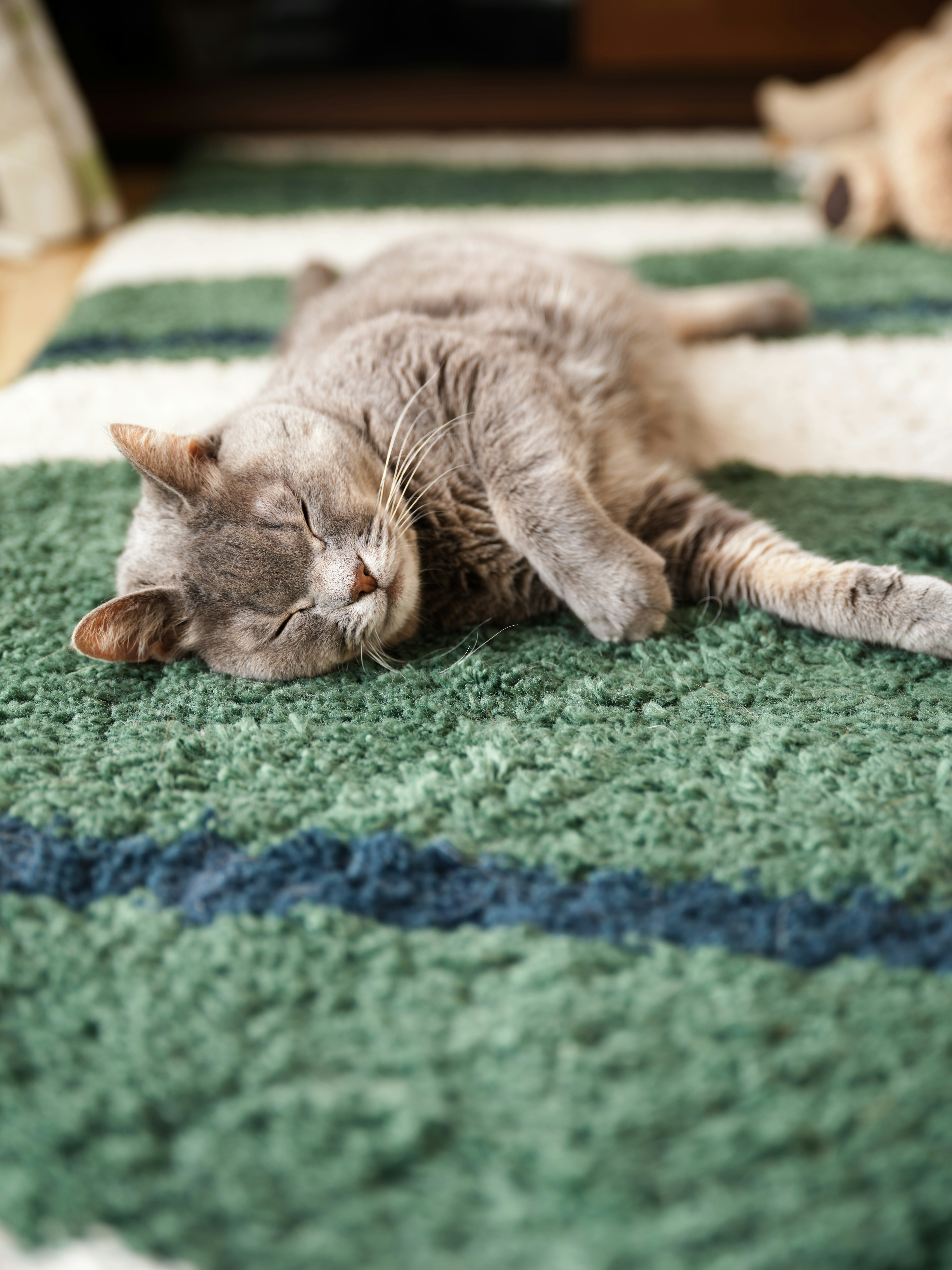 緑のラグの上で眠るグレーの猫