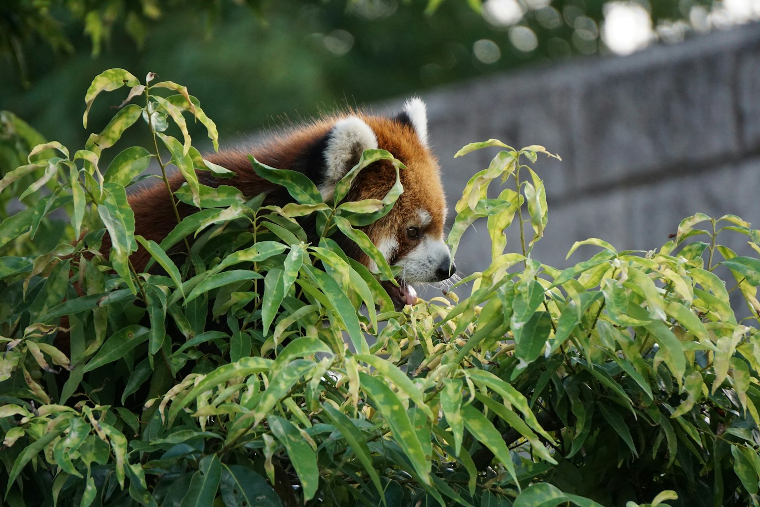Panda merah mengintip melalui daun hijau