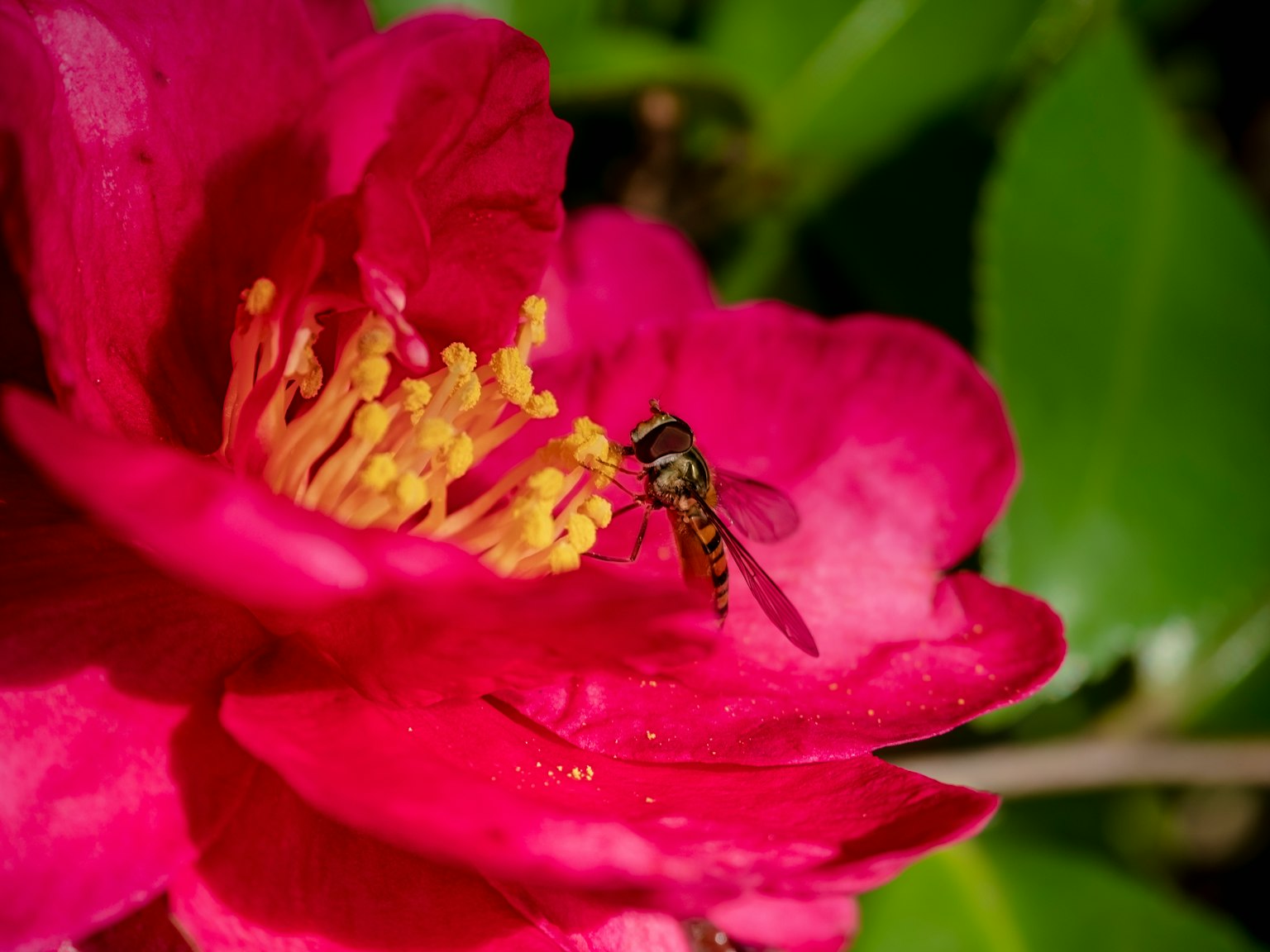 A bee on a vibrant pink flower with yellow stamens