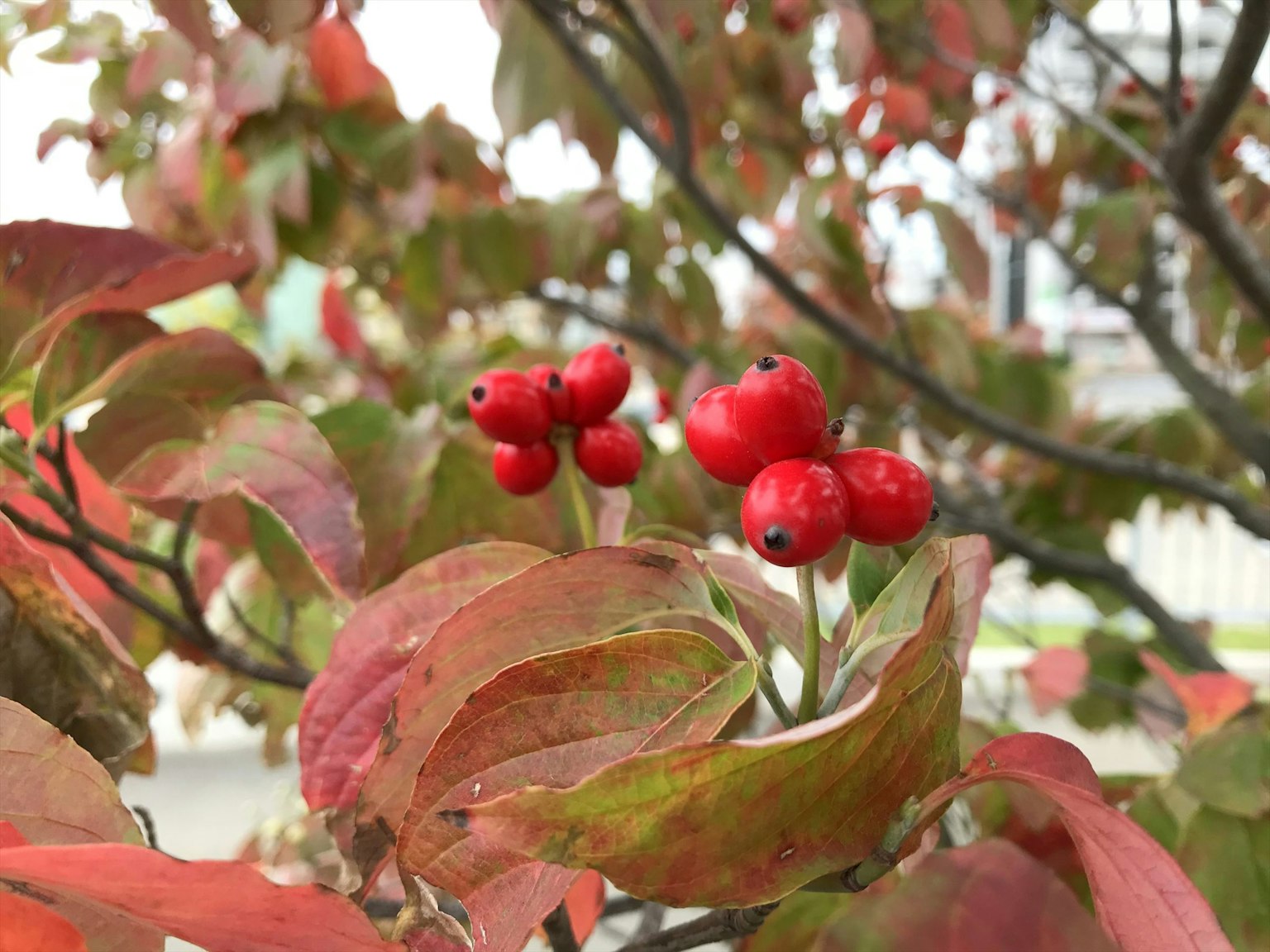 Branches with red berries and autumn leaves