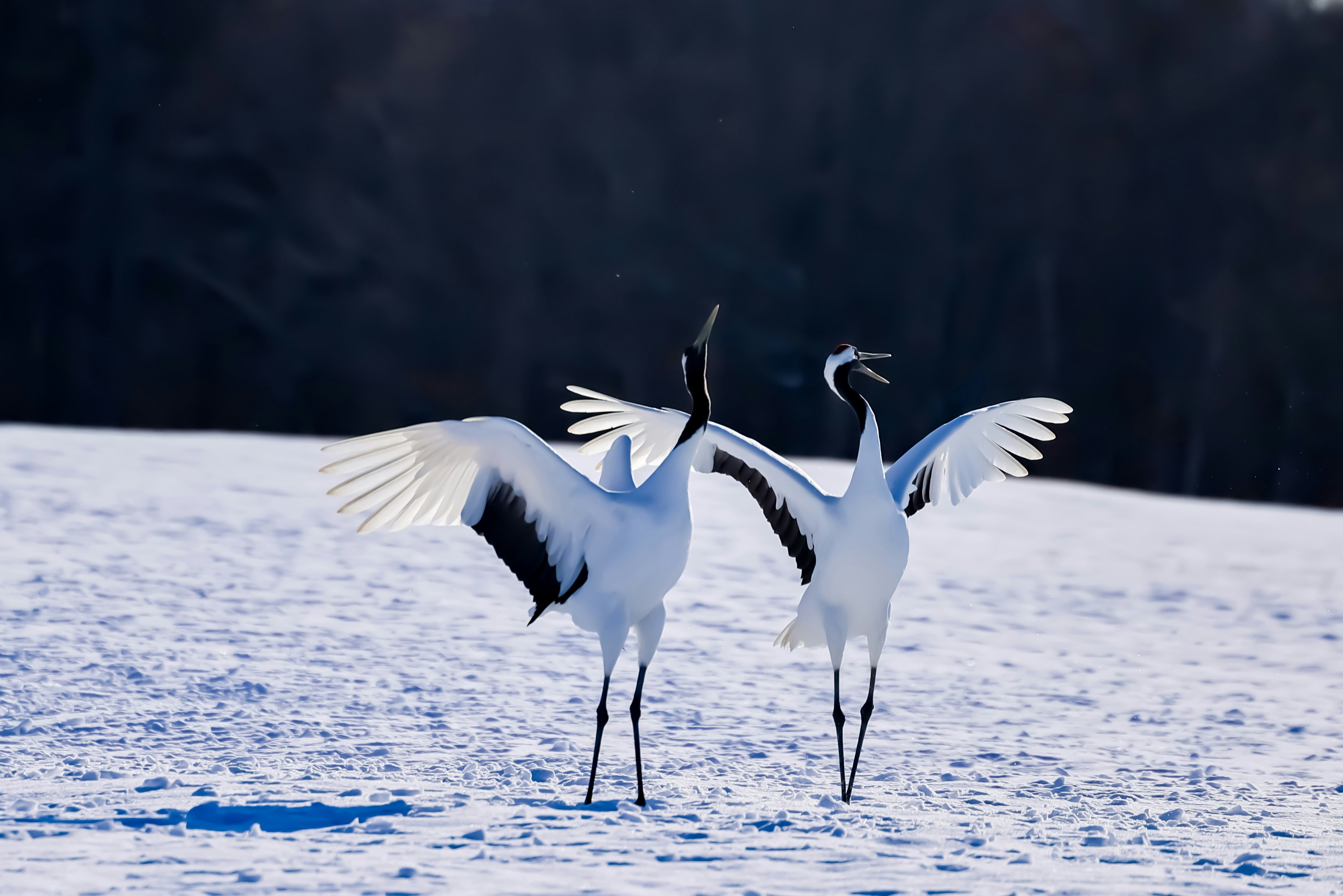 Deux grues déployant leurs ailes sur la neige