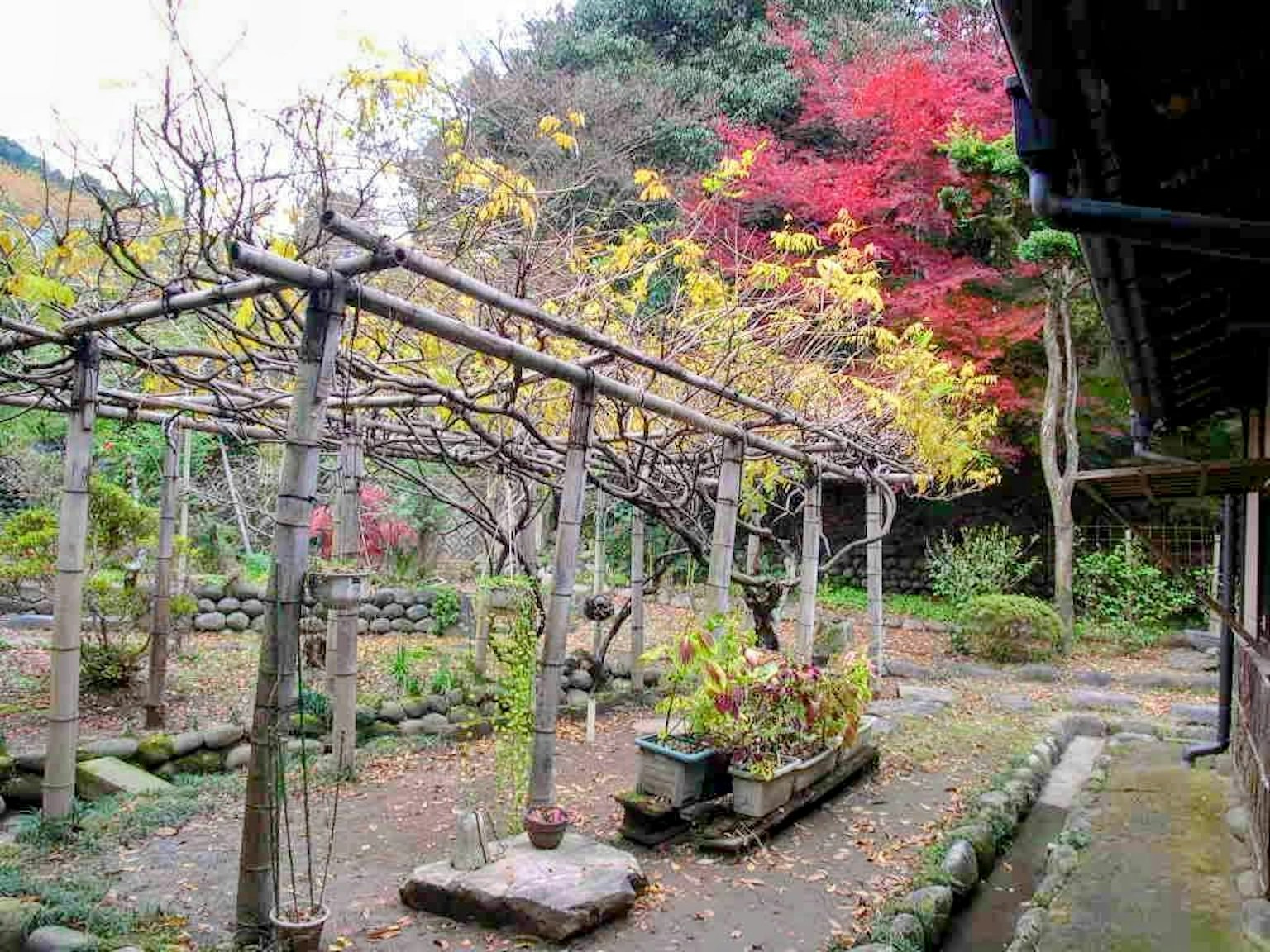 A Japanese garden showcasing autumn colors with vibrant leaves on branches