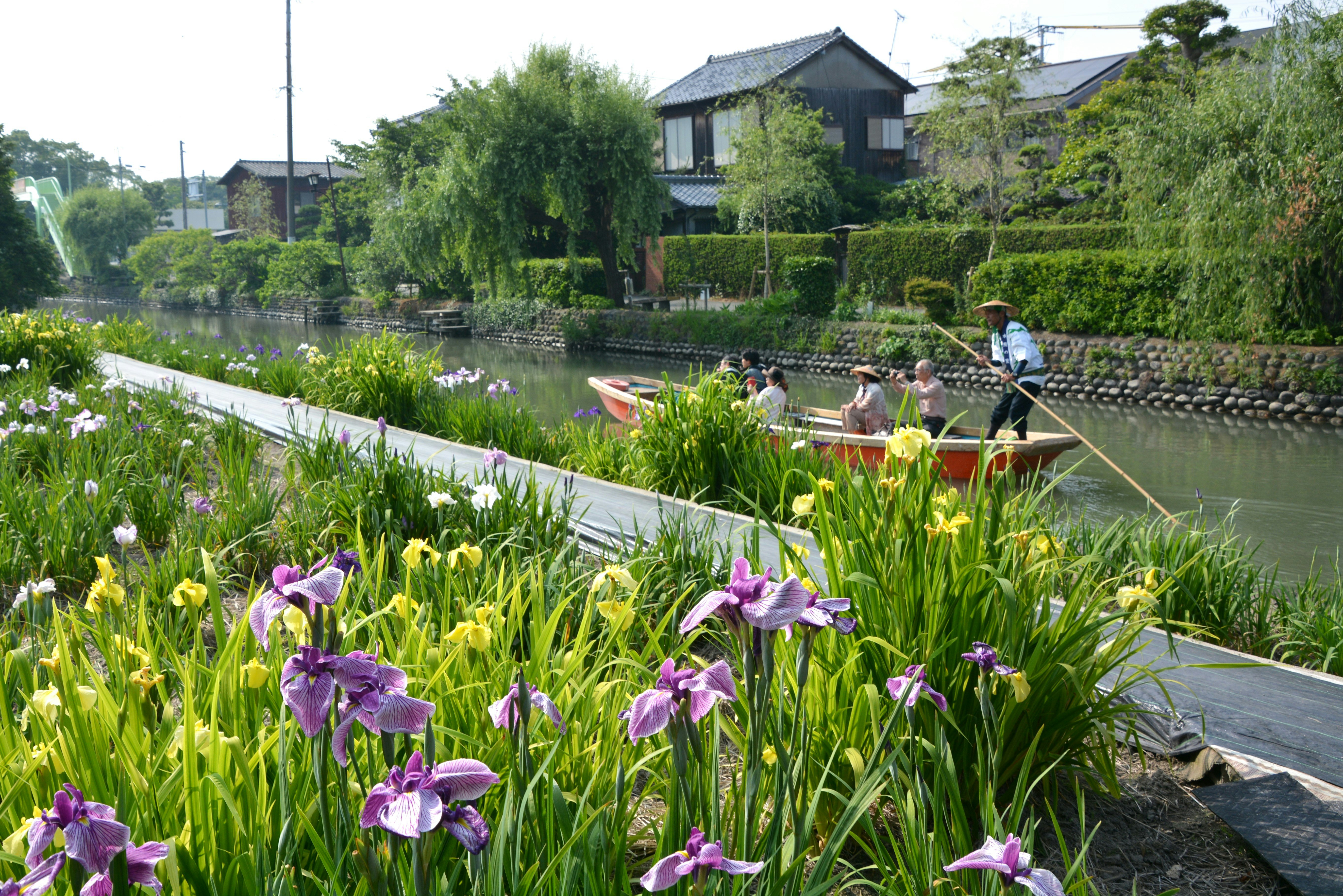 水郷柳川の川下り船と水辺の花菖蒲が咲く風景