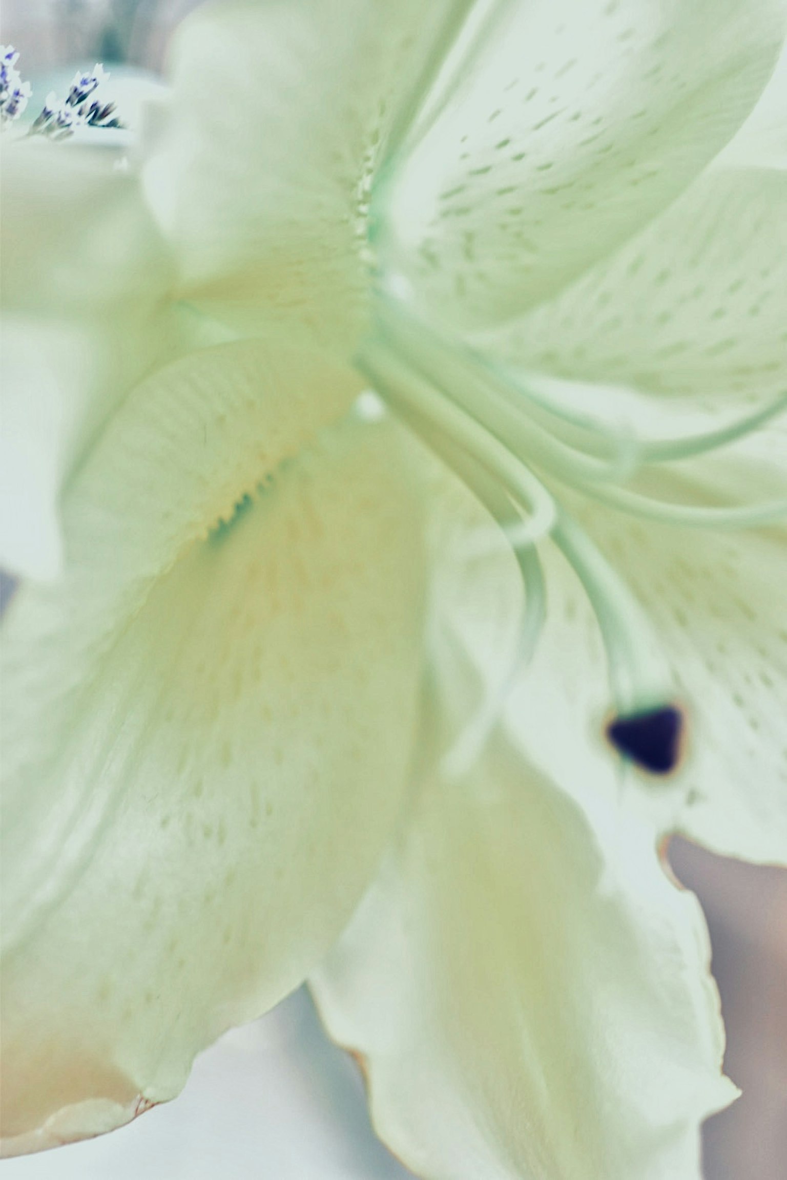 Cận cảnh hoa lily nhạt màu với màu sắc nhẹ nhàng