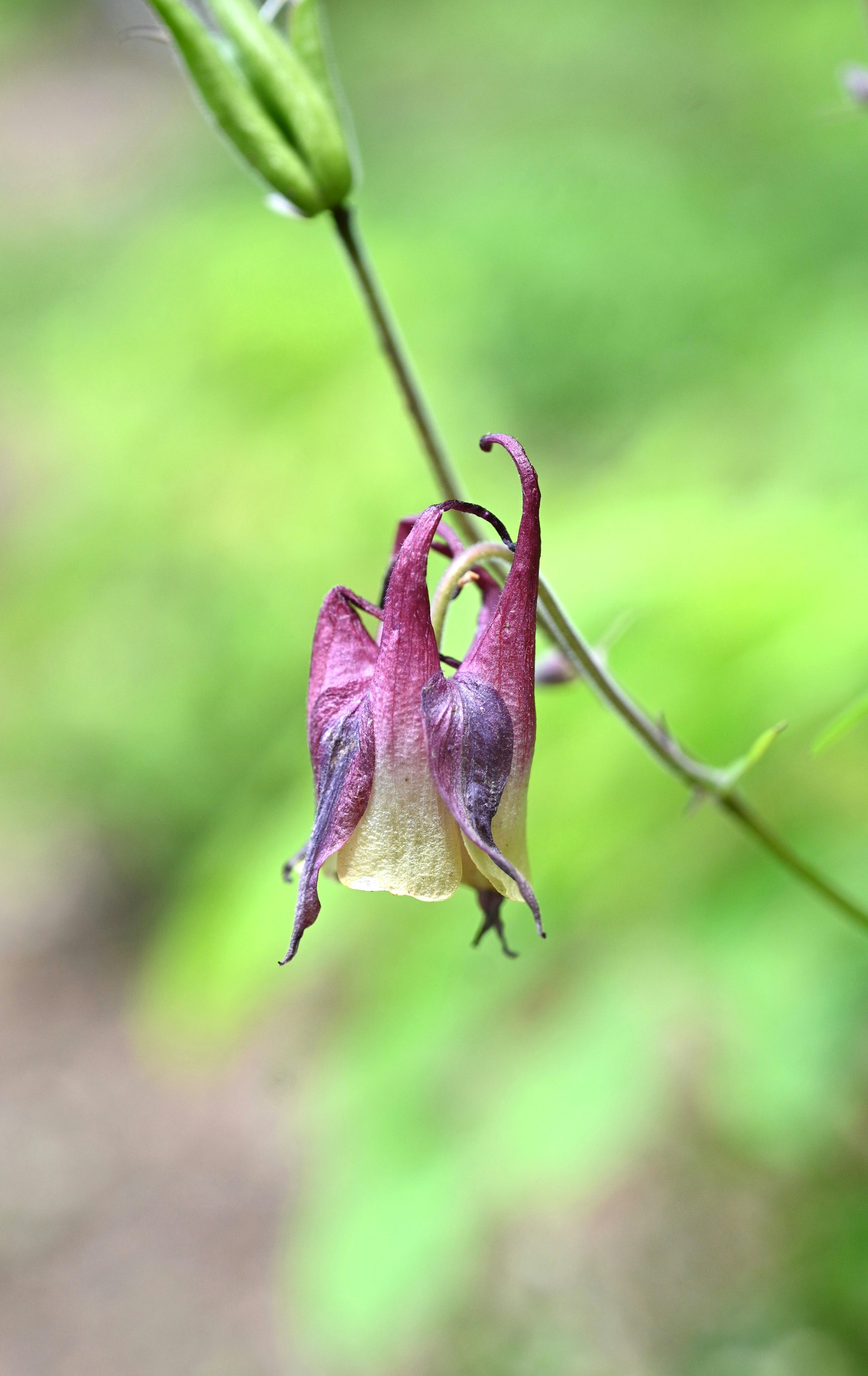 紫色花瓣的野花悬挂在绿色背景上
