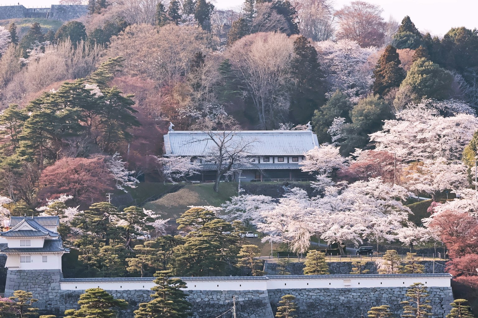 Traditional Japanese building surrounded by cherry blossom trees