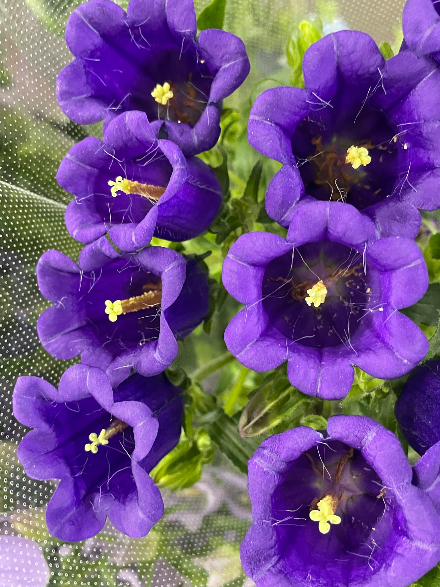 Gros plan de fleurs violettes avec des étamines jaunes visibles