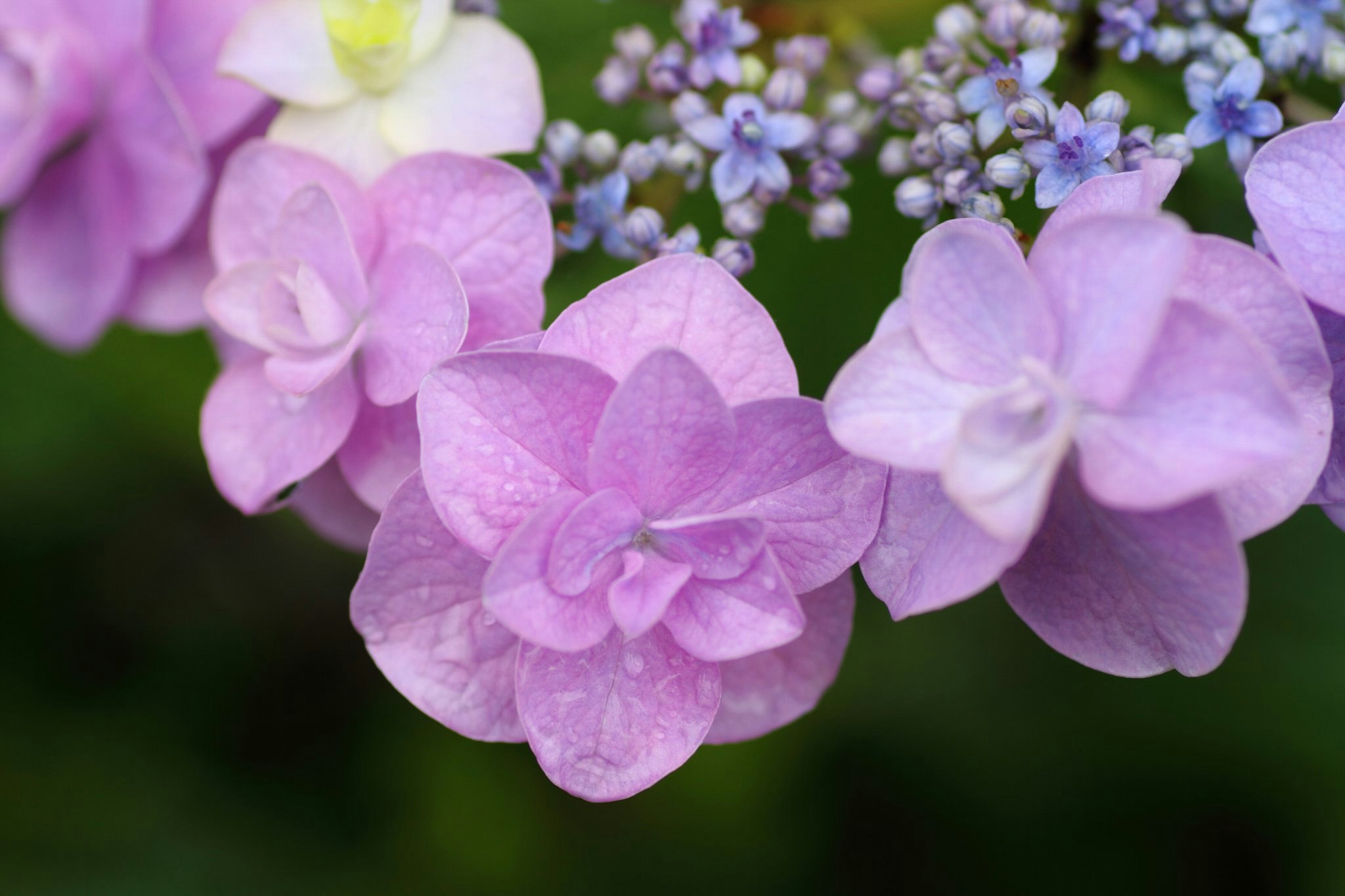 ピンクのアジサイの花のクローズアップ