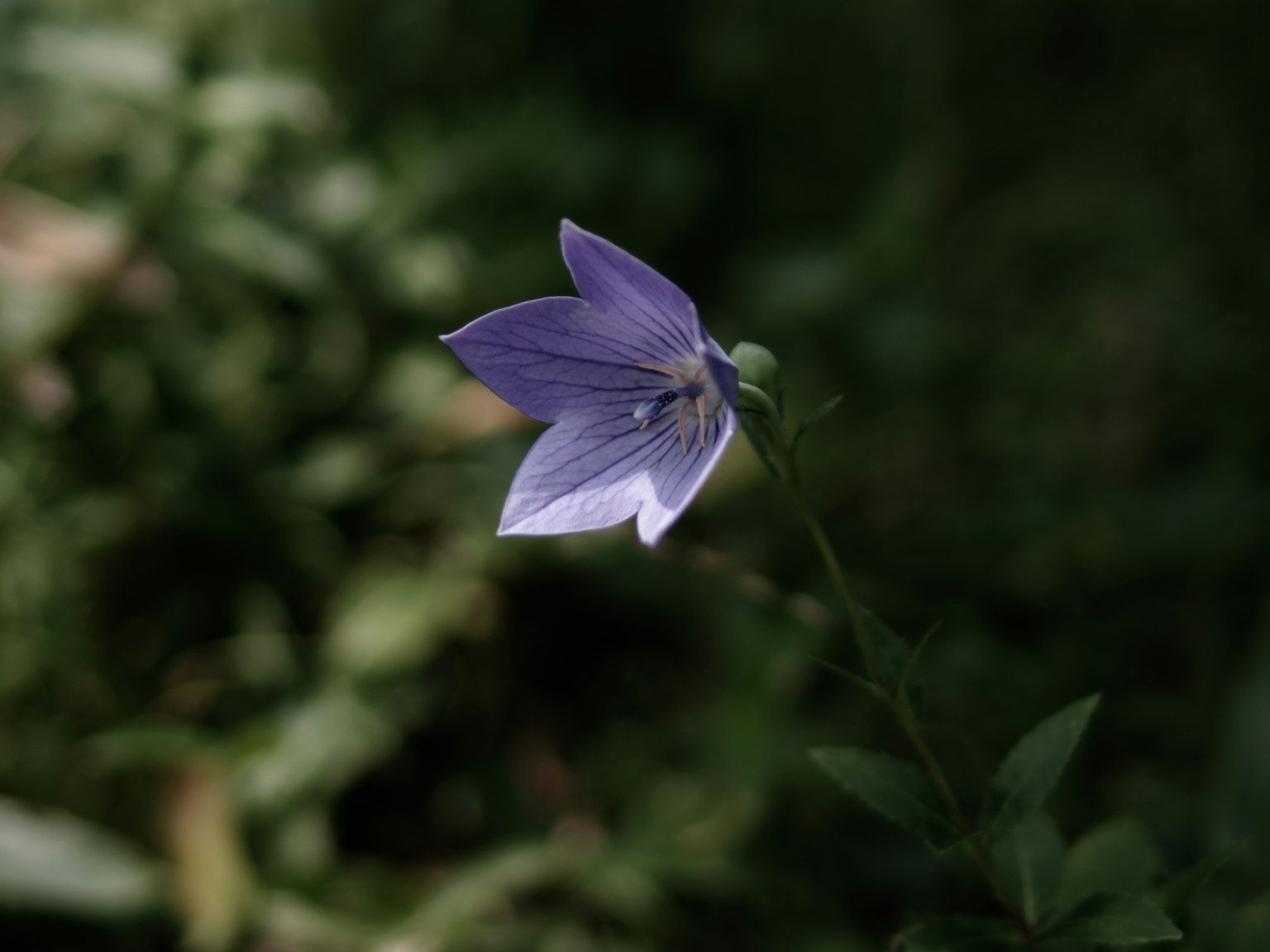 Une fleur violette vibrante se détache sur un fond vert