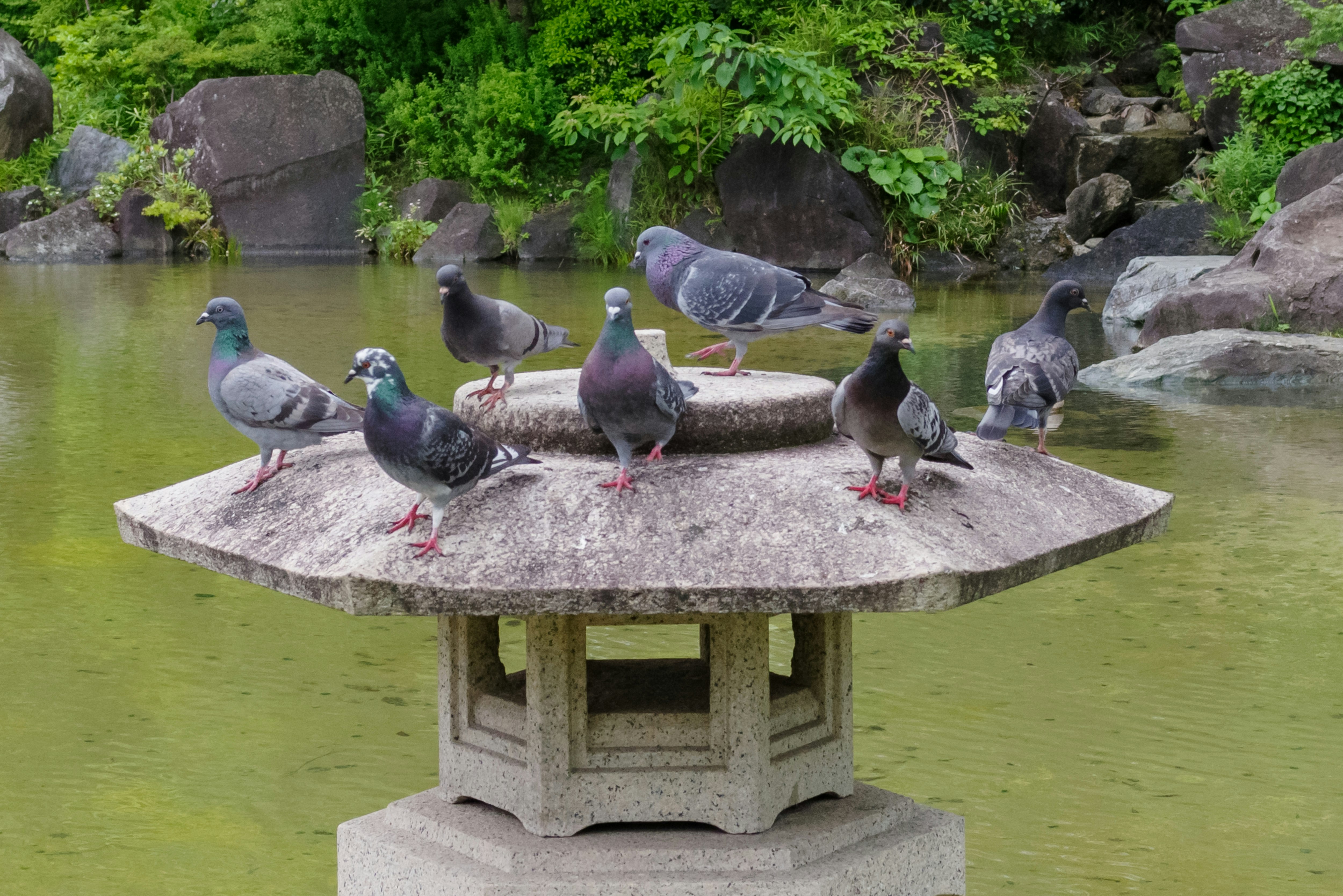 池の上の石の台に並ぶ鳩