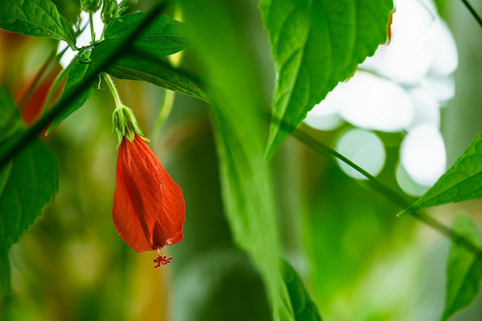 Sebuah bunga merah mekar di antara daun hijau