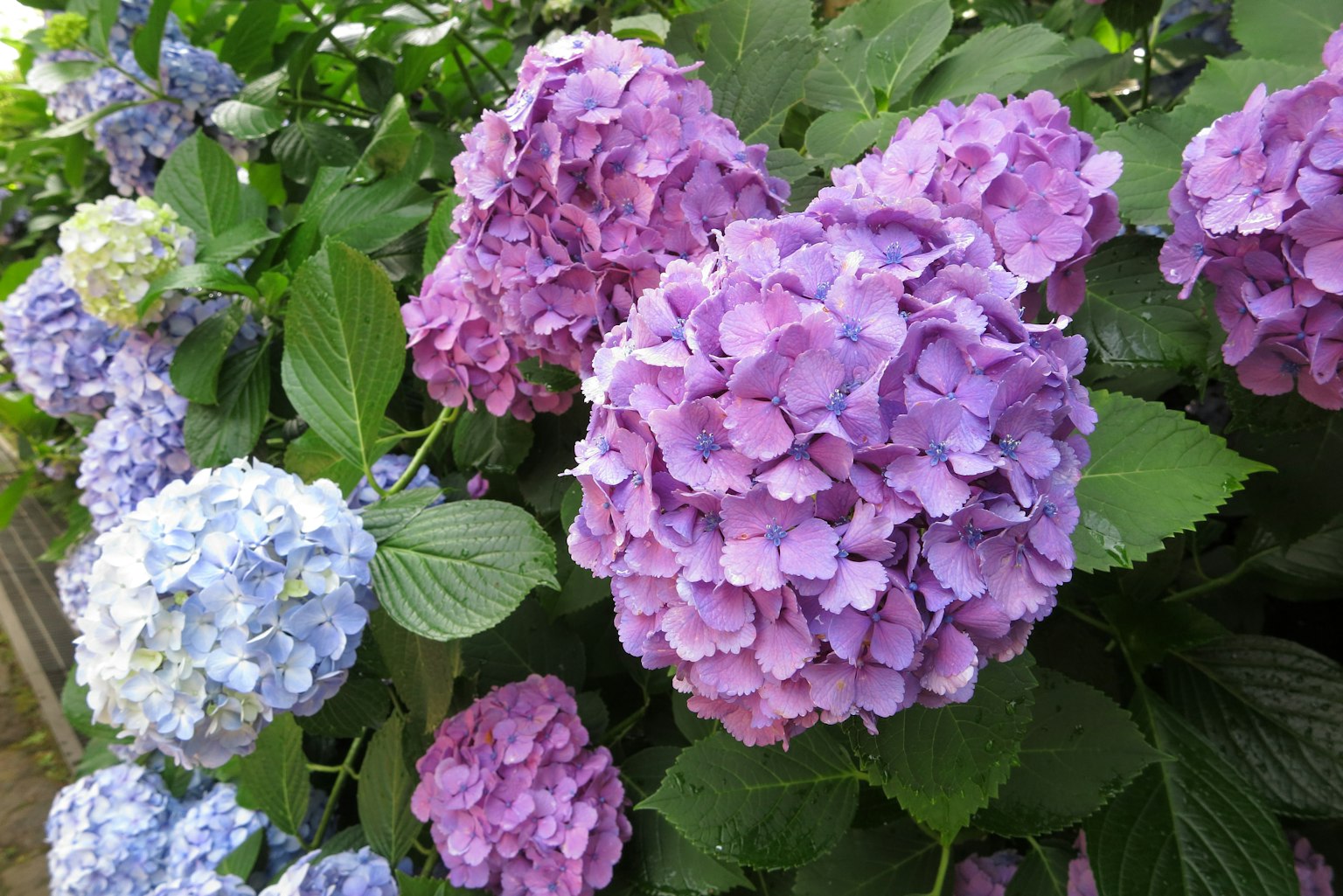 Fleurs d'hortensia vibrantes en nuances de violet et de bleu