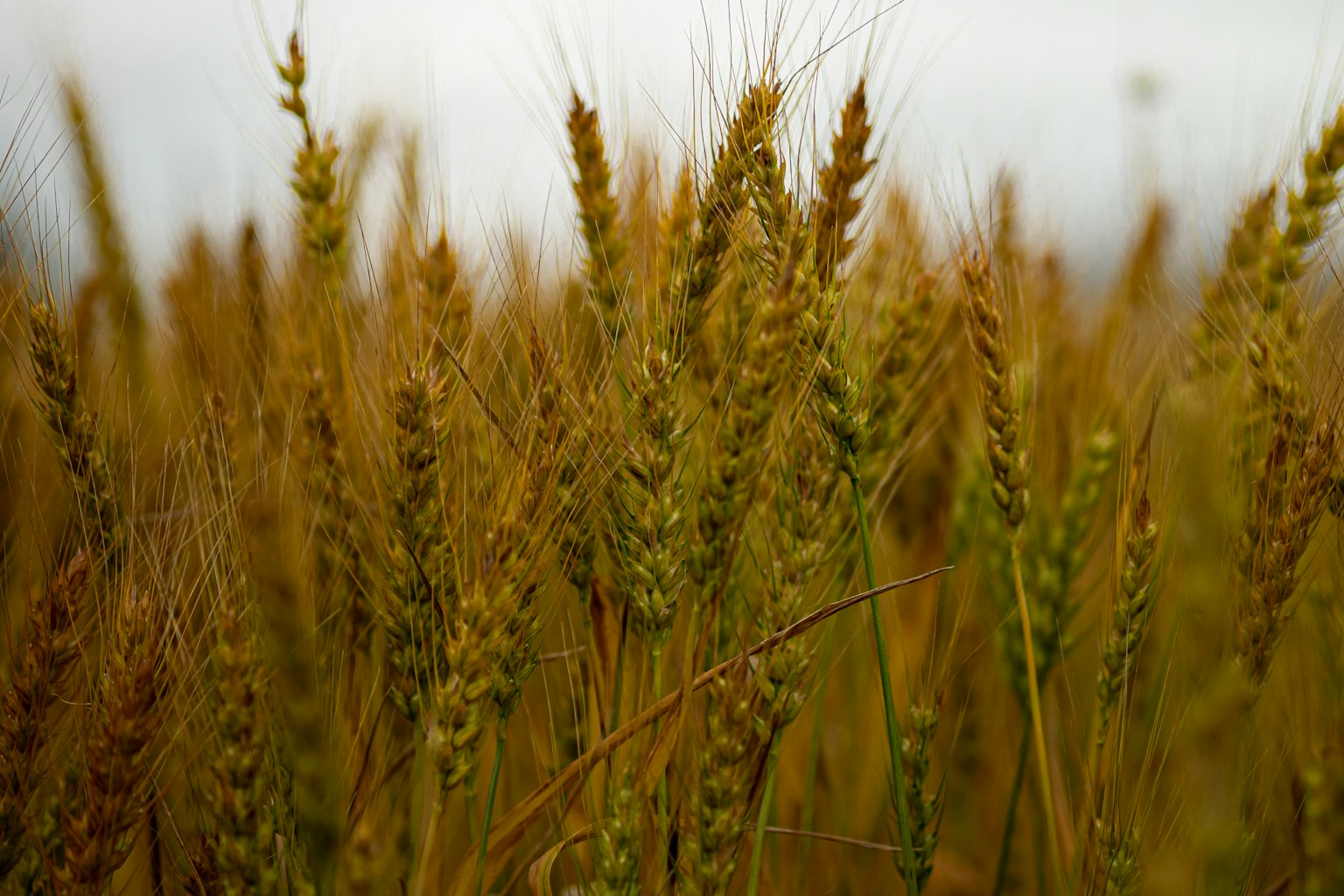 Épis de blé dorés se balançant dans le vent
