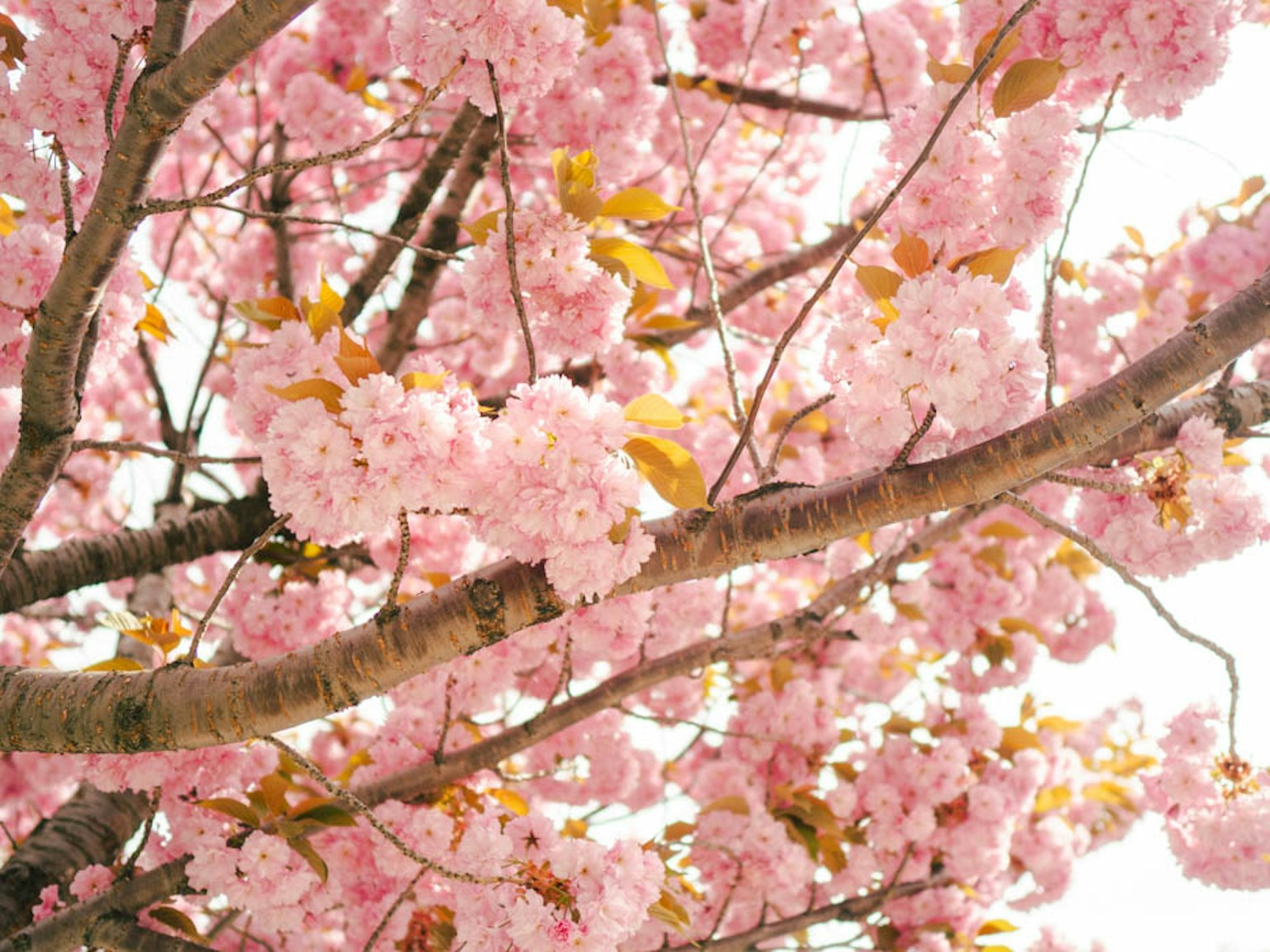 Close-up cabang pohon sakura dengan bunga pink dan daun hijau