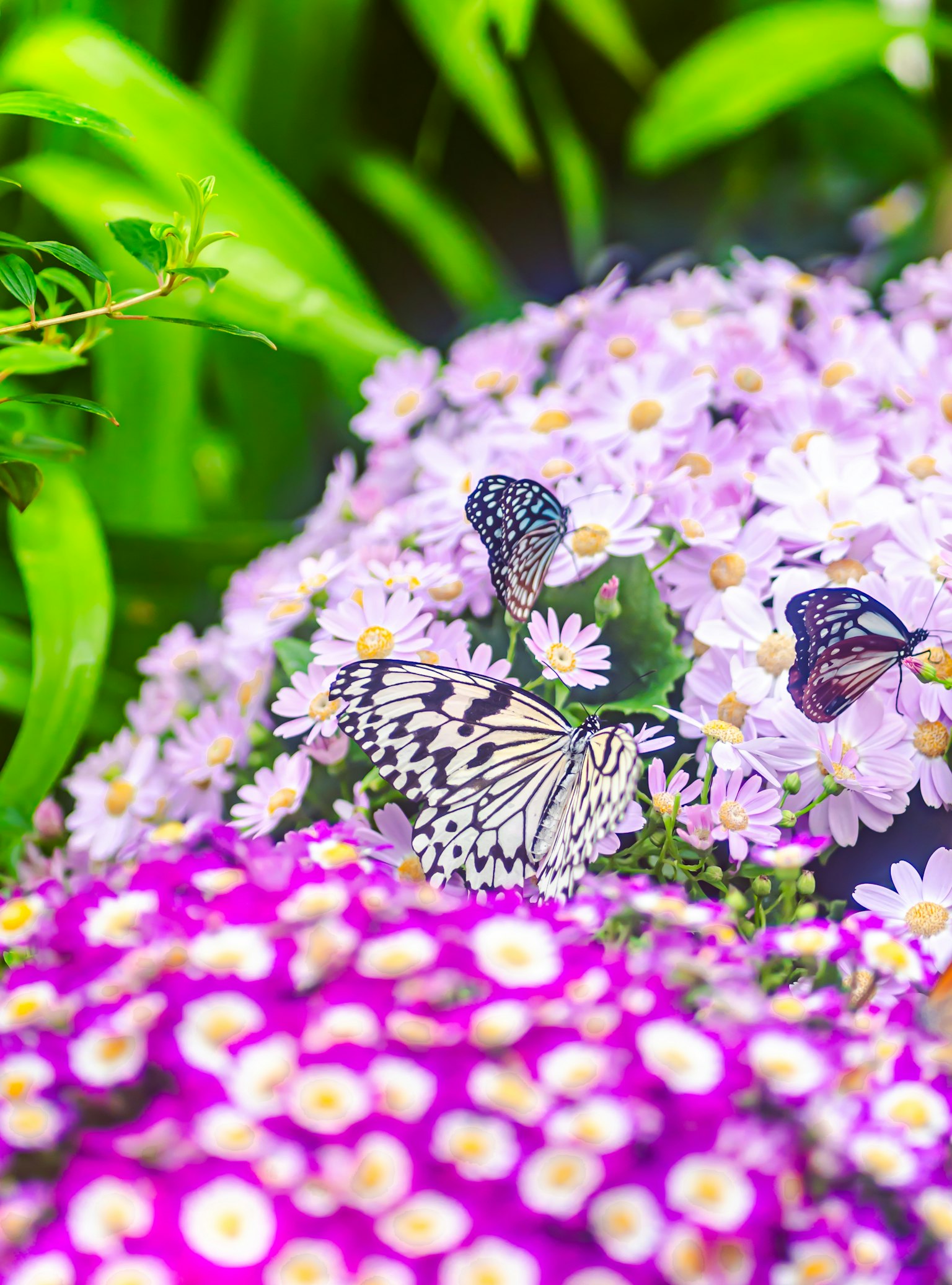 Pemandangan indah kupu-kupu dikelilingi bunga berwarna-warni