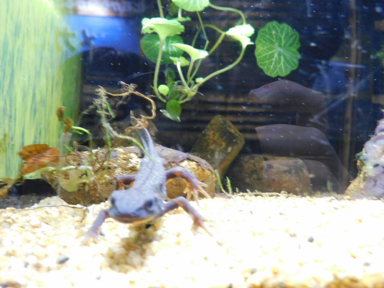 Rana artigliata africana che nuota in un acquario circondata da piante acquatiche