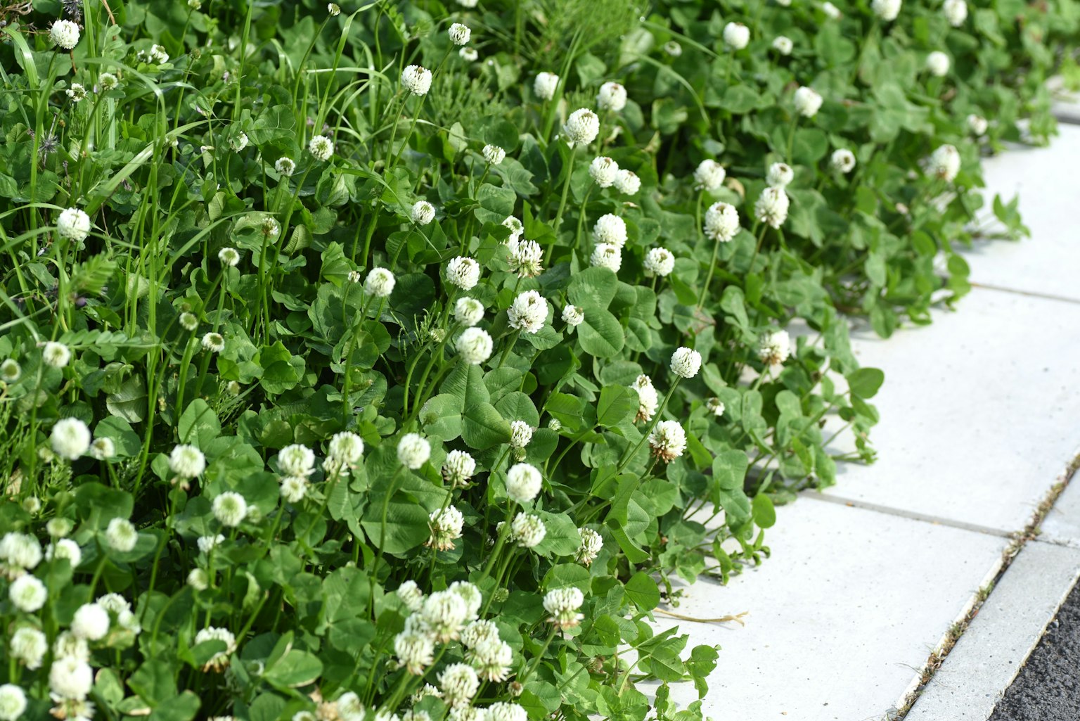 Erba verde lussureggiante con piccoli fiori bianchi