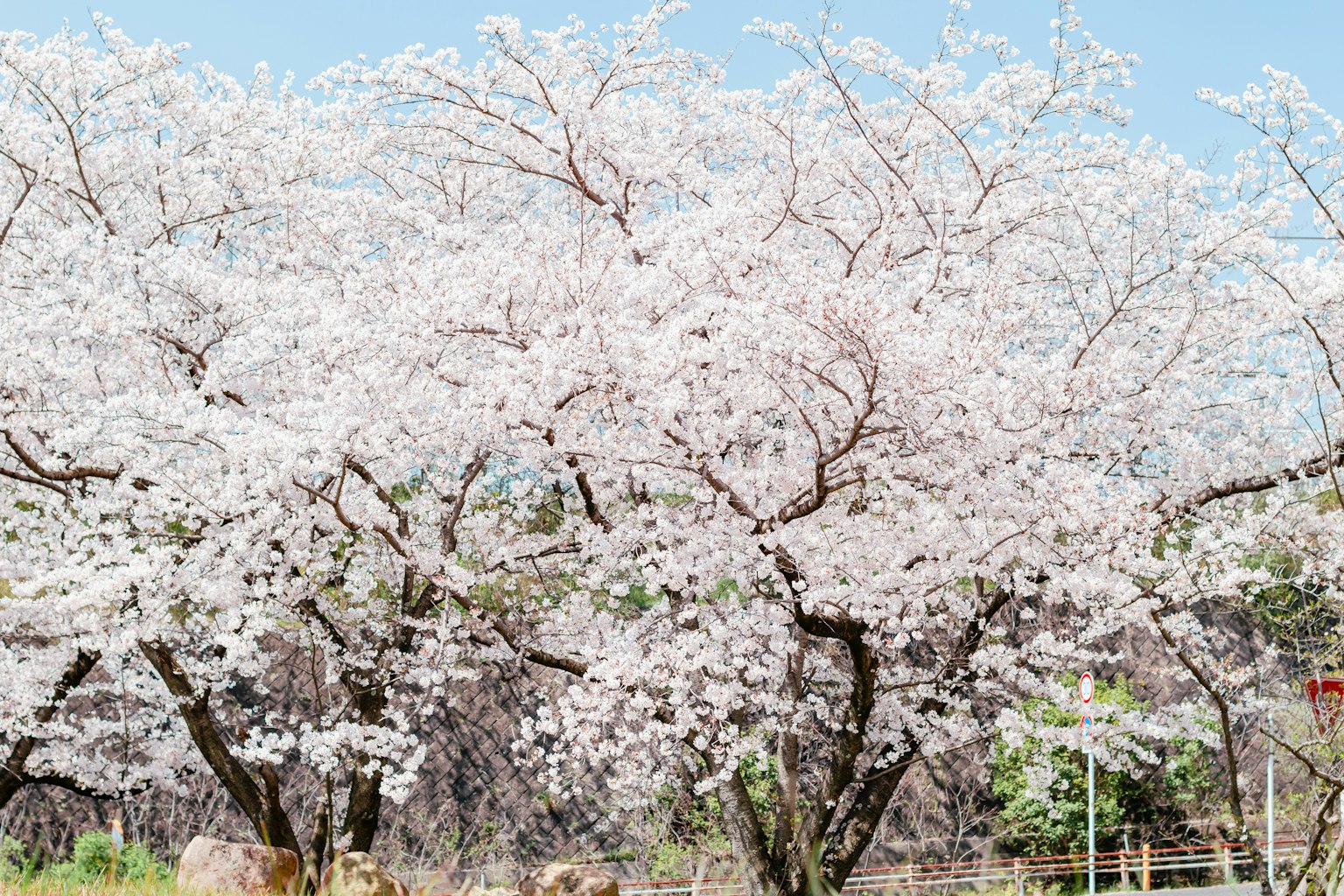 Pemandangan indah pohon sakura yang sedang mekar di bawah langit biru yang cerah
