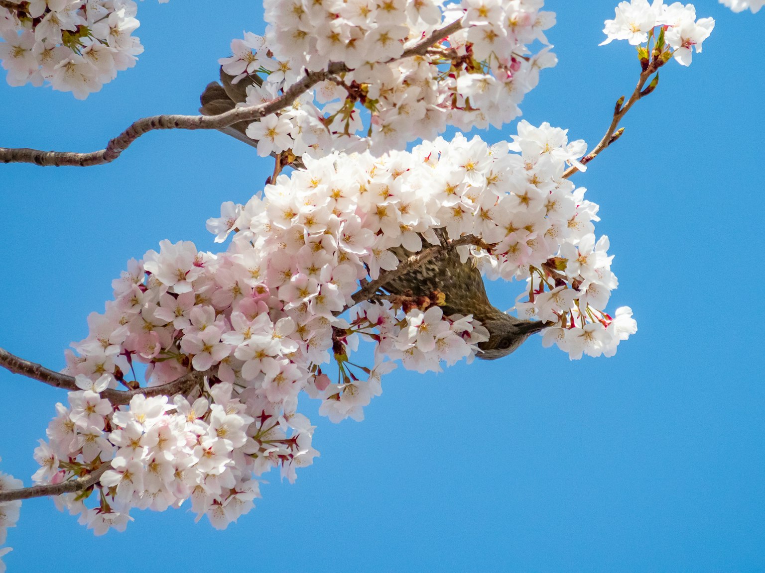 Fiori di ciliegio in piena fioritura contro un cielo azzurro con un uccello tra i fiori
