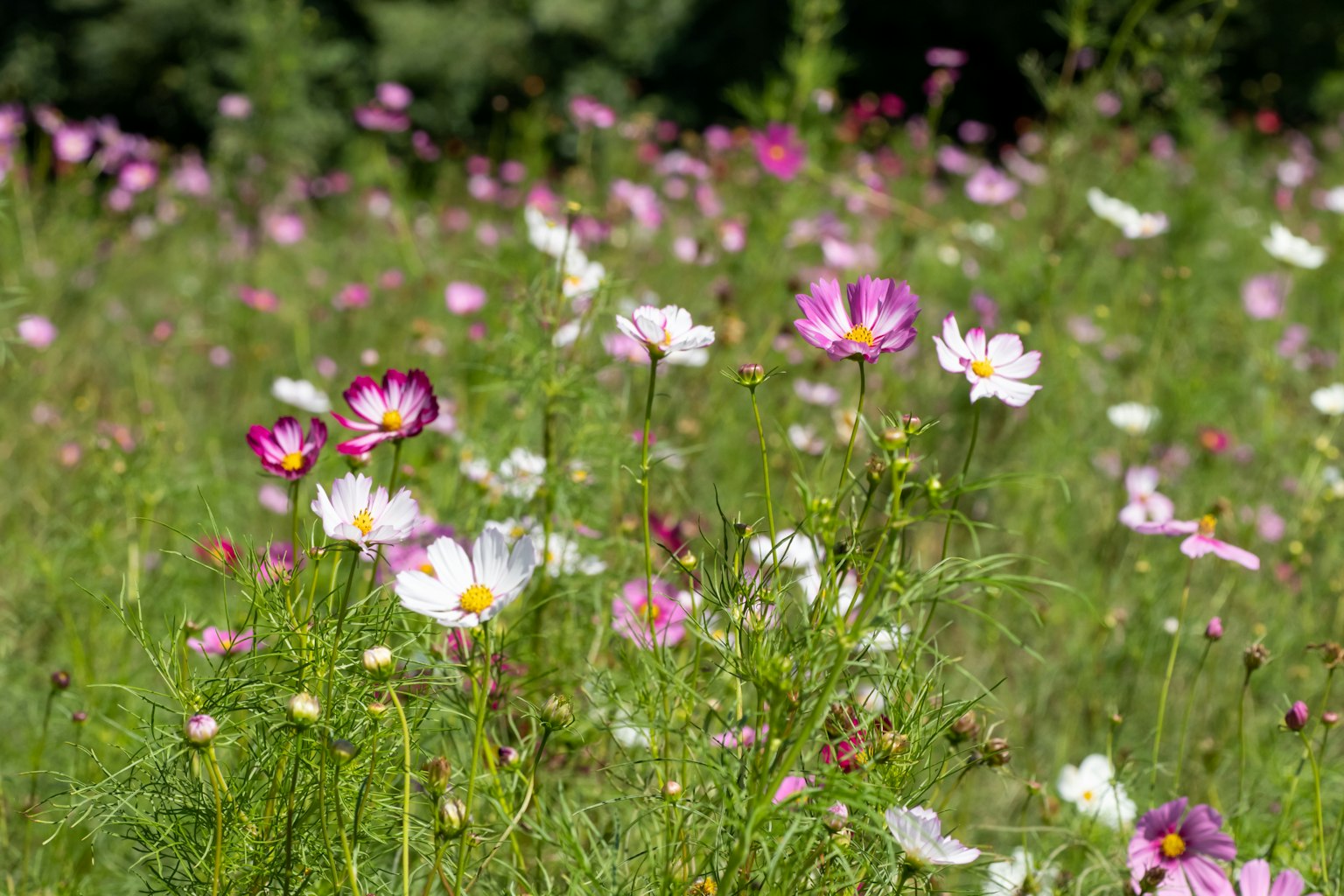 Un campo vibrante di fiori di cosmos in fiore