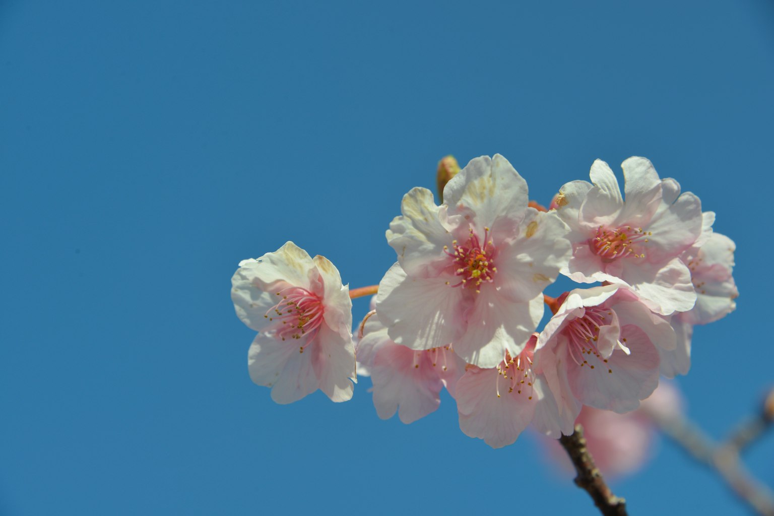 Fiori di ciliegio rosa chiaro contro un cielo blu chiaro
