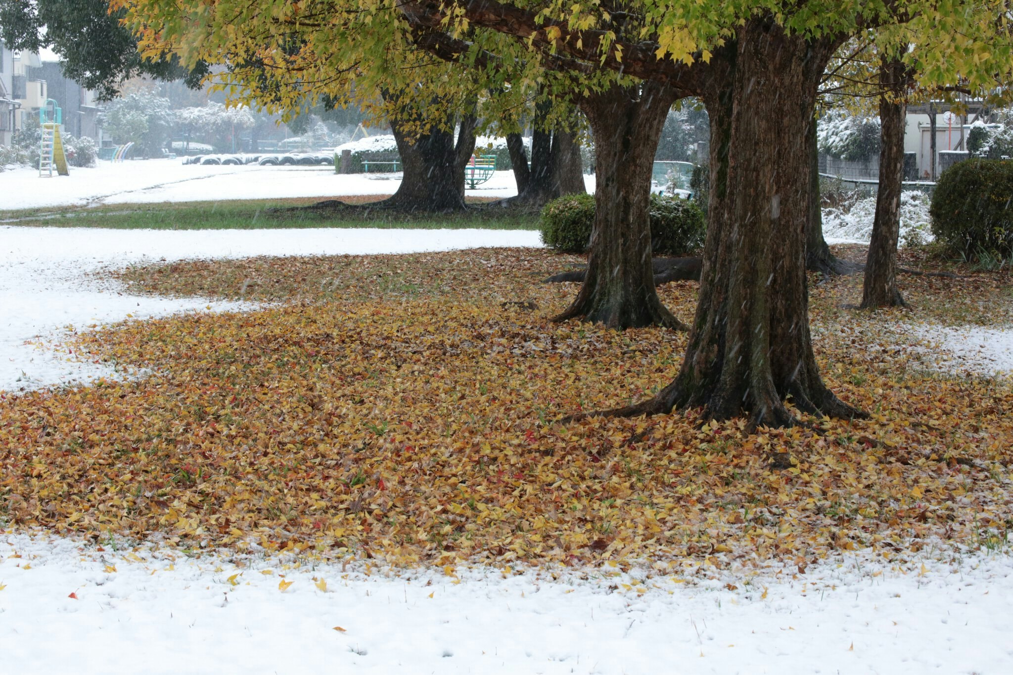 arbres de parc avec feuilles mortes et neige par endroits
