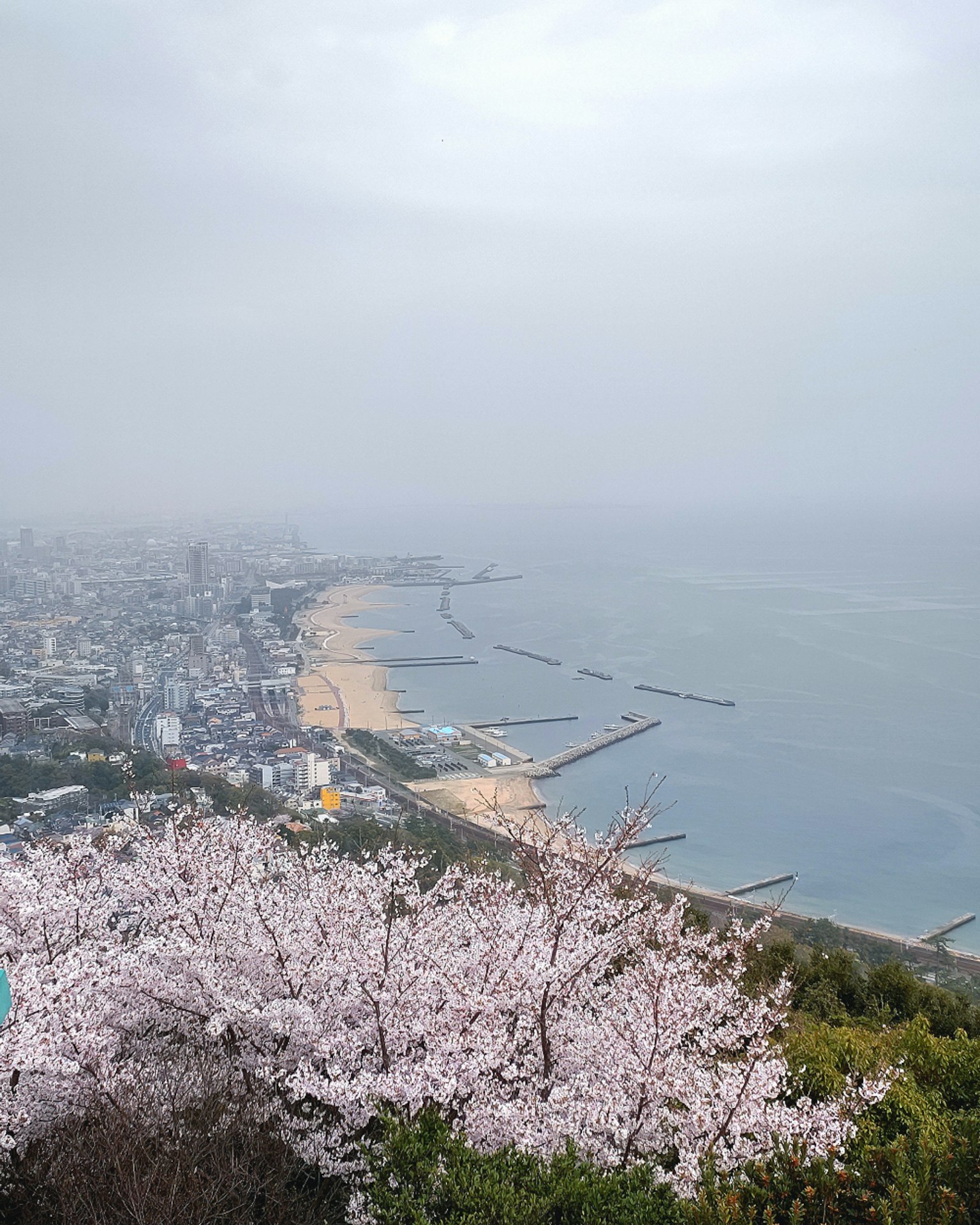 Vista del mare e della città da una montagna con ciliegi in fiore