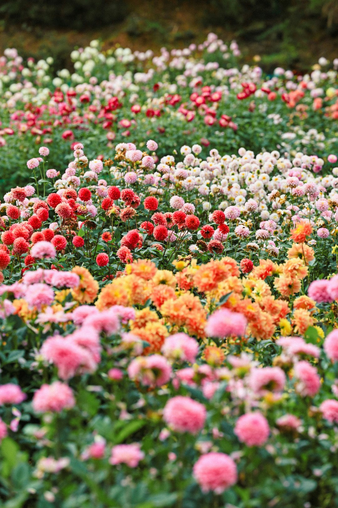 色とりどりのダリアが咲き誇る花畑