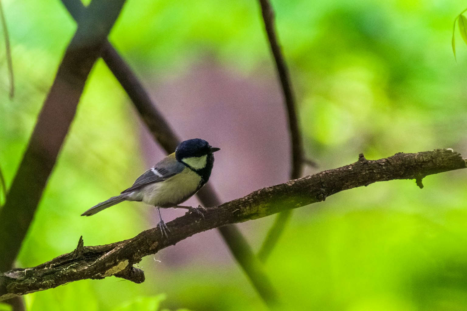 Kleiner Vogel auf einem Ast mit grünem Hintergrund