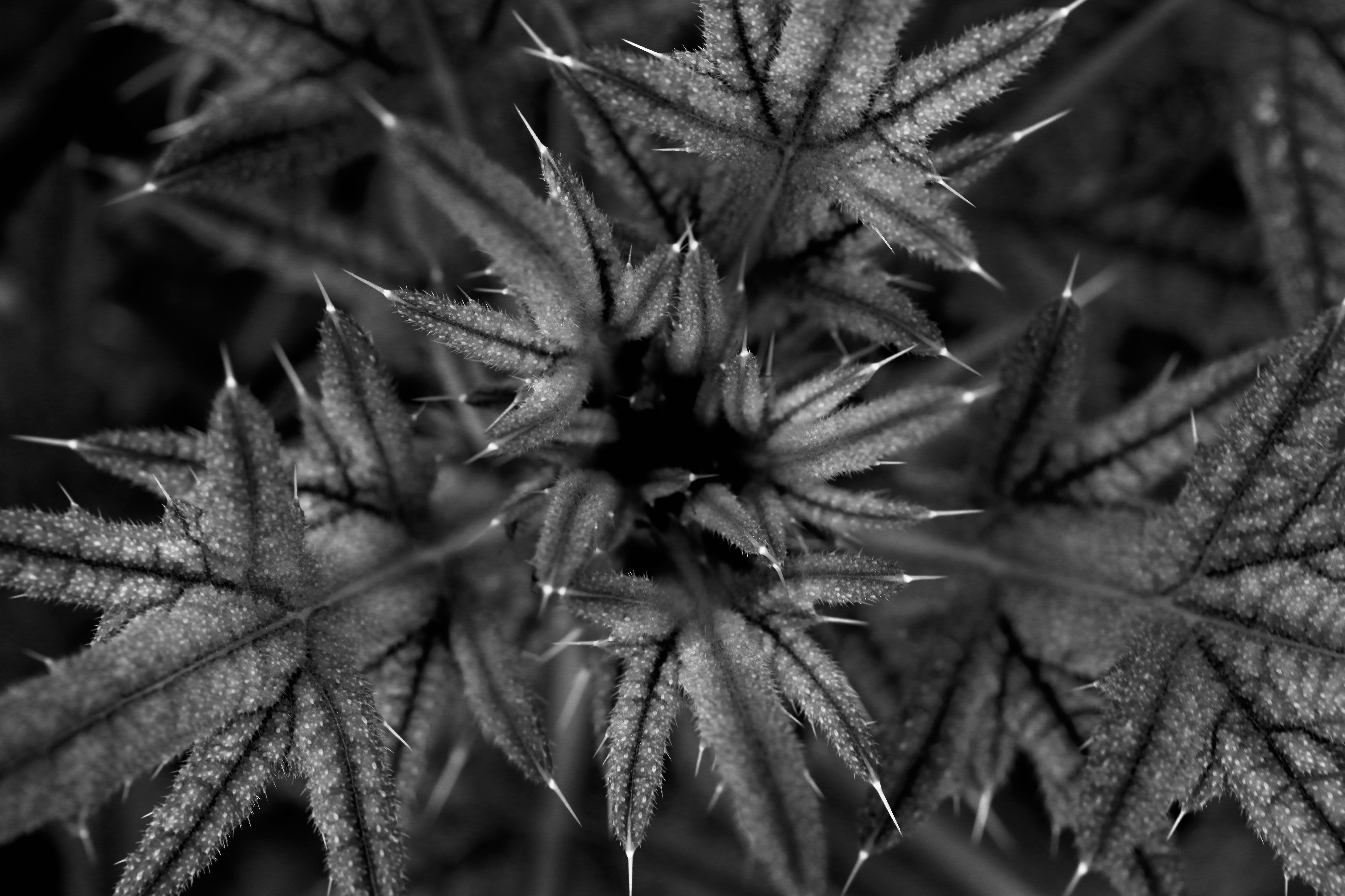 Monochrome close-up of cactus spines and texture