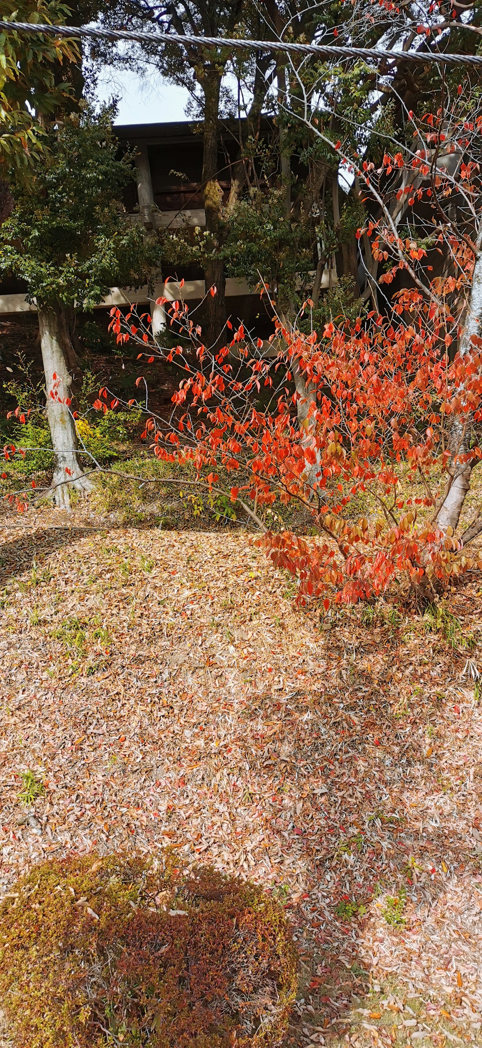 A quiet garden featuring a small tree with red leaves and a gravel surface