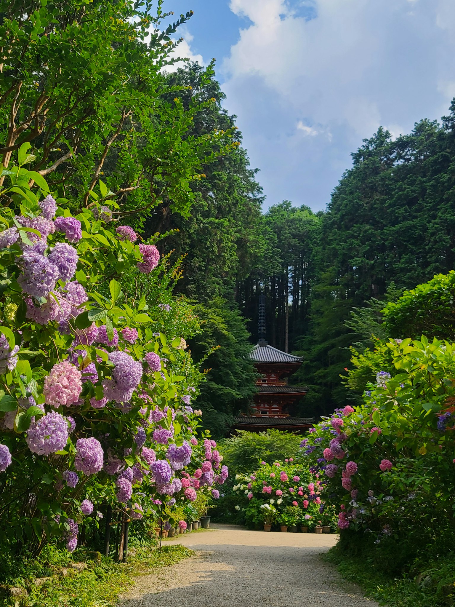 Jalan yang dikelilingi oleh bunga hydrangea dengan kuil di latar belakang