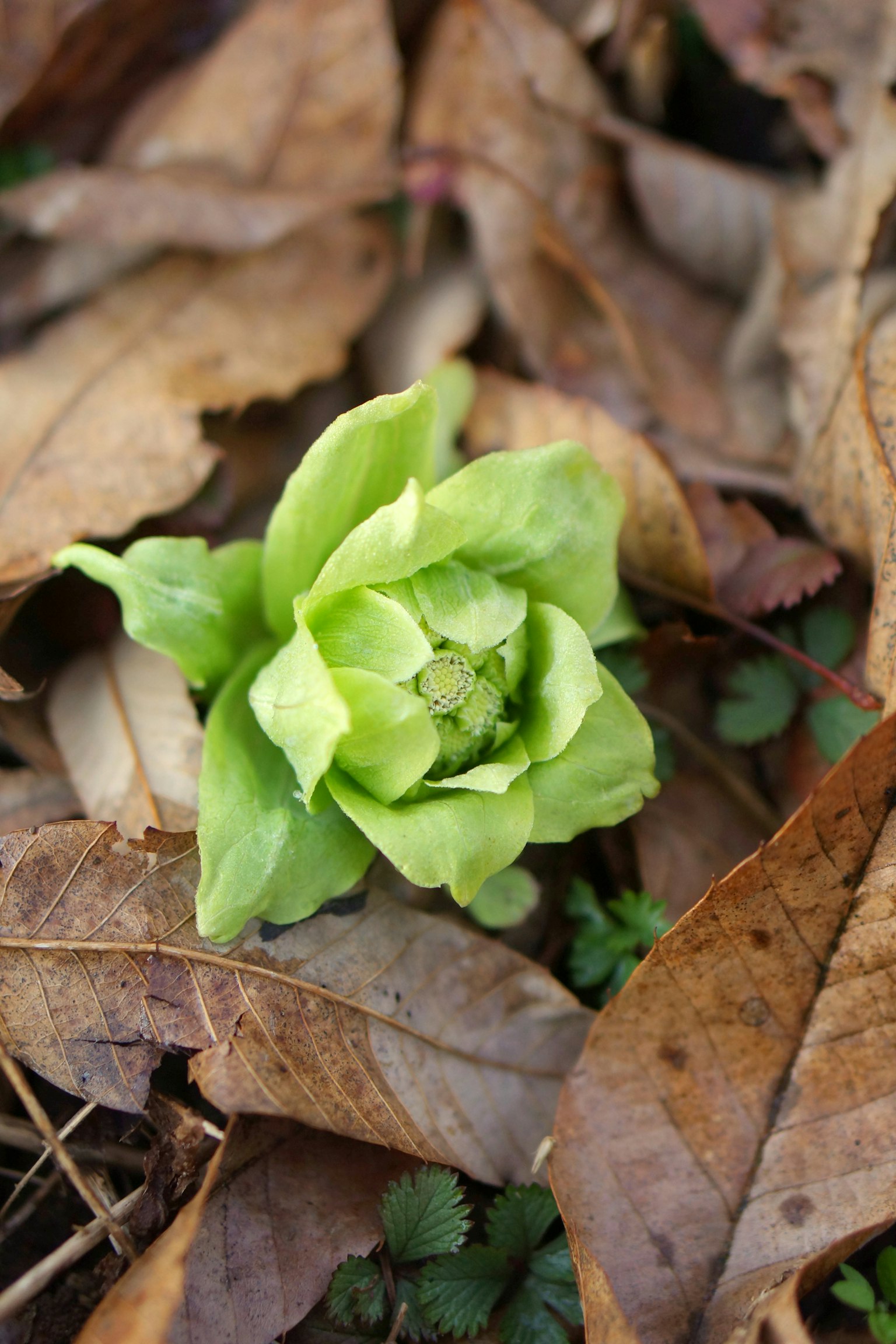 Un fiore verde che emerge da sotto foglie secche