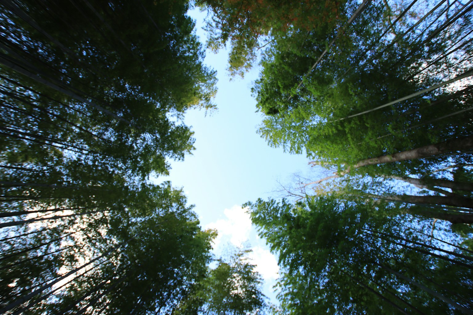 Vista de árboles verdes y cielo azul desde abajo en un bosque