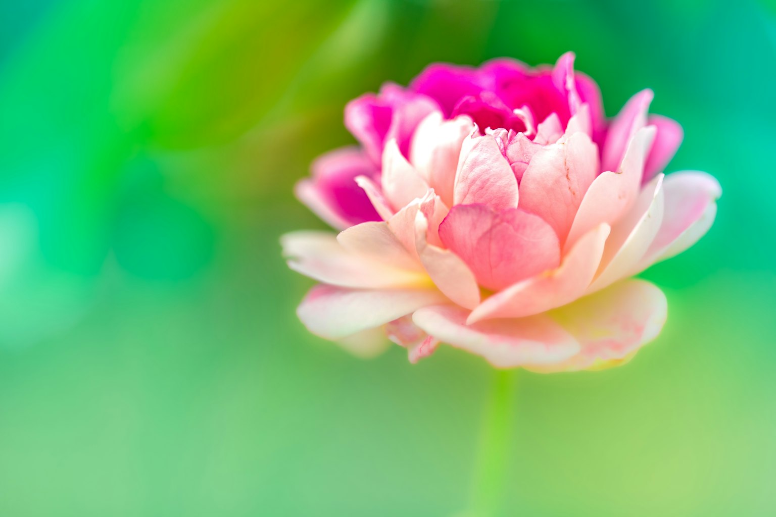 Una hermosa flor rosa y crema destaca sobre un fondo vibrante