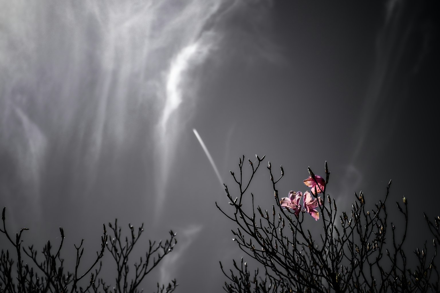 Silhouette eines Baumes mit rosa Blumen vor einem dunklen Himmel und dünnen Wolken