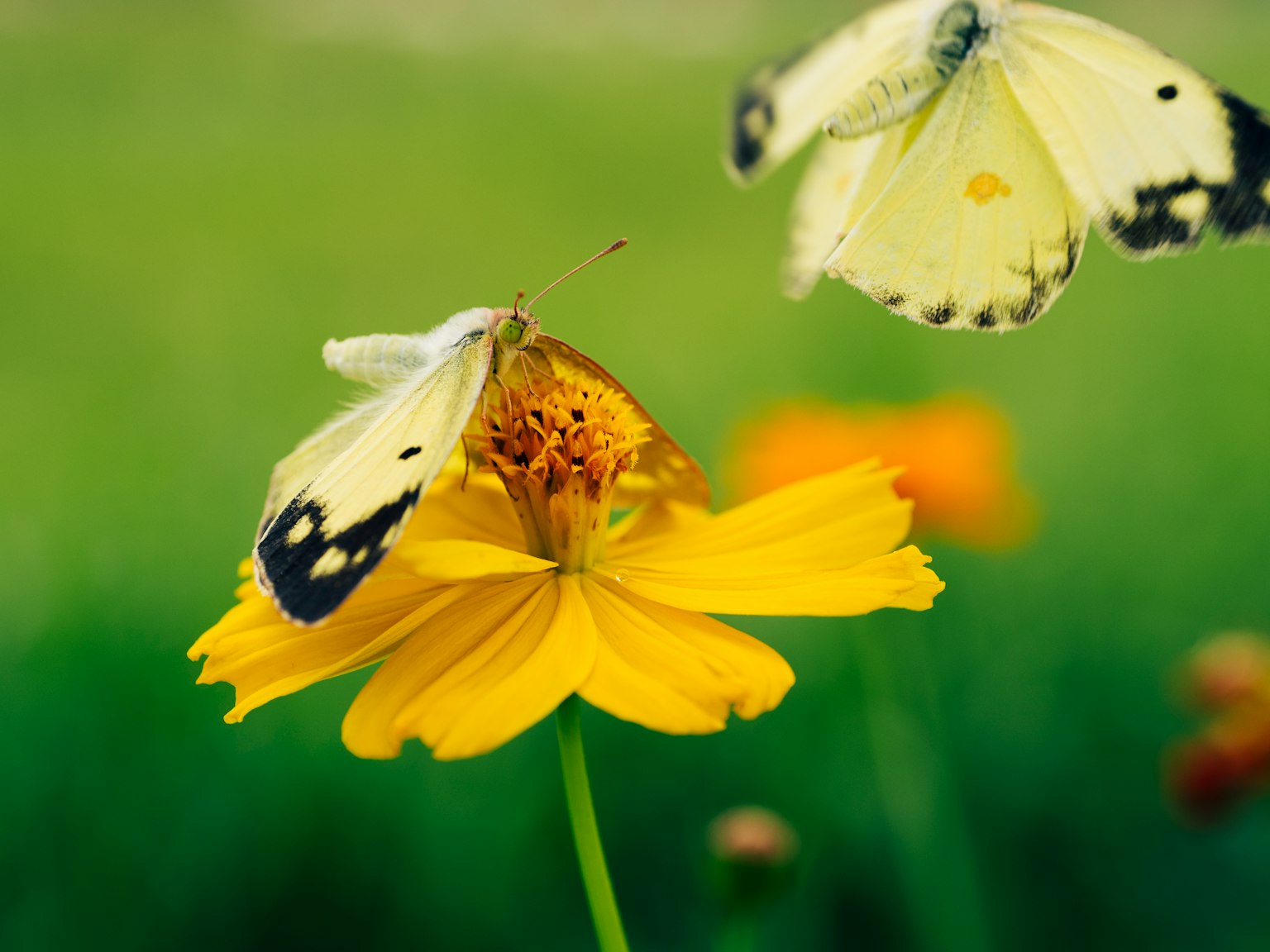 Farfalle bianche che volteggiano attorno a un fiore giallo su uno sfondo verde
