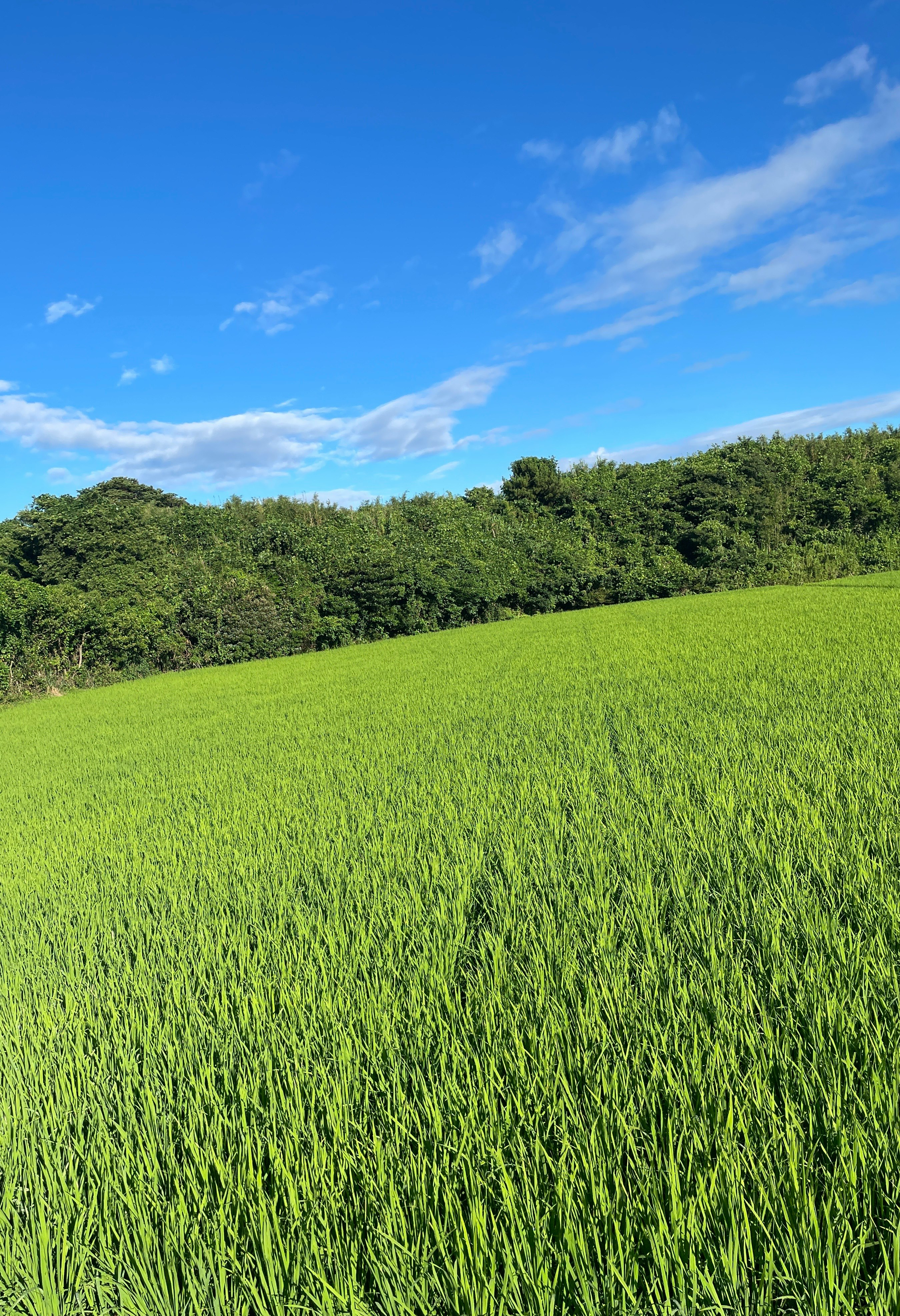 青空の下で広がる緑の田園風景
