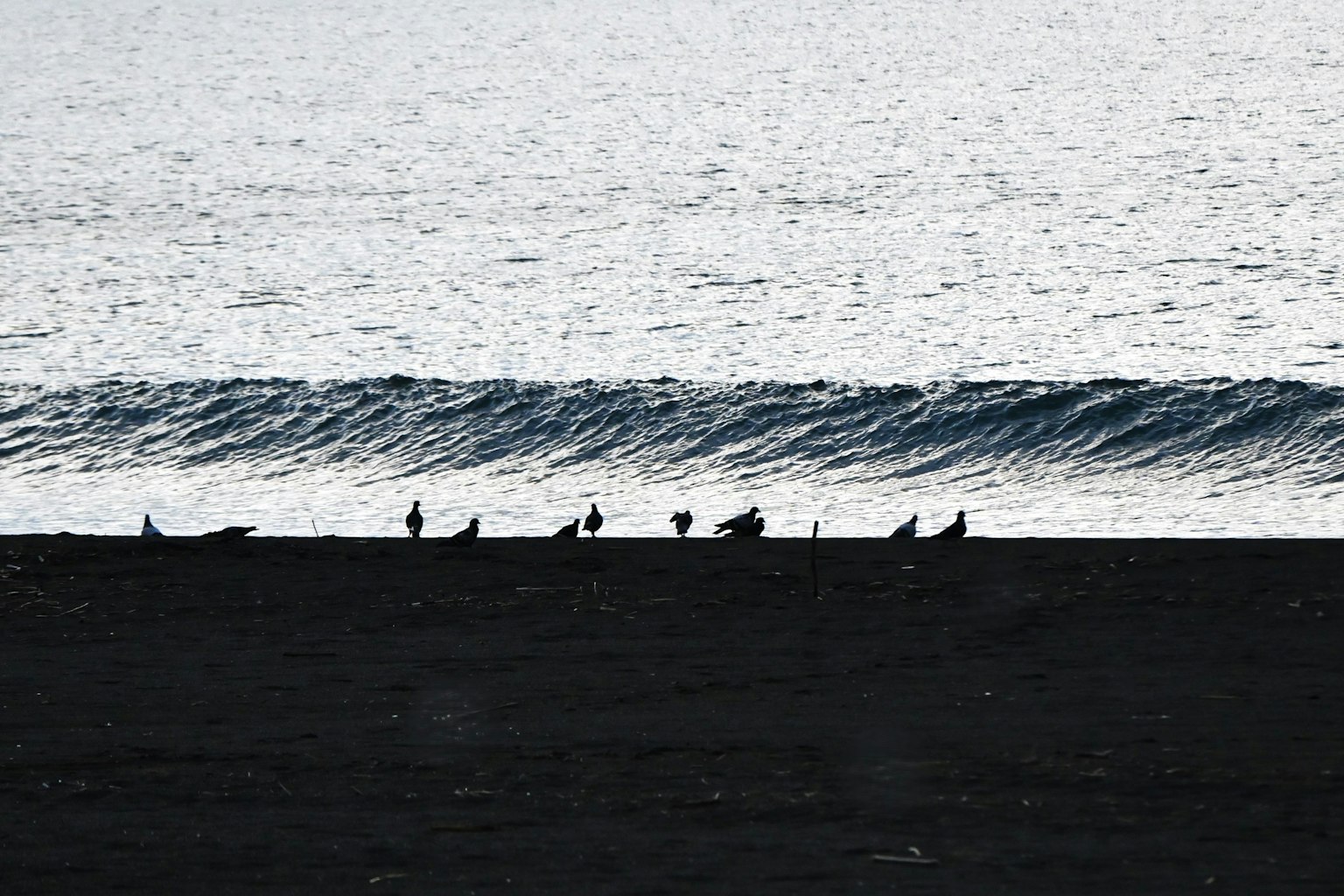 Silhouette di uccelli su una spiaggia di sabbia nera con onde oceaniche