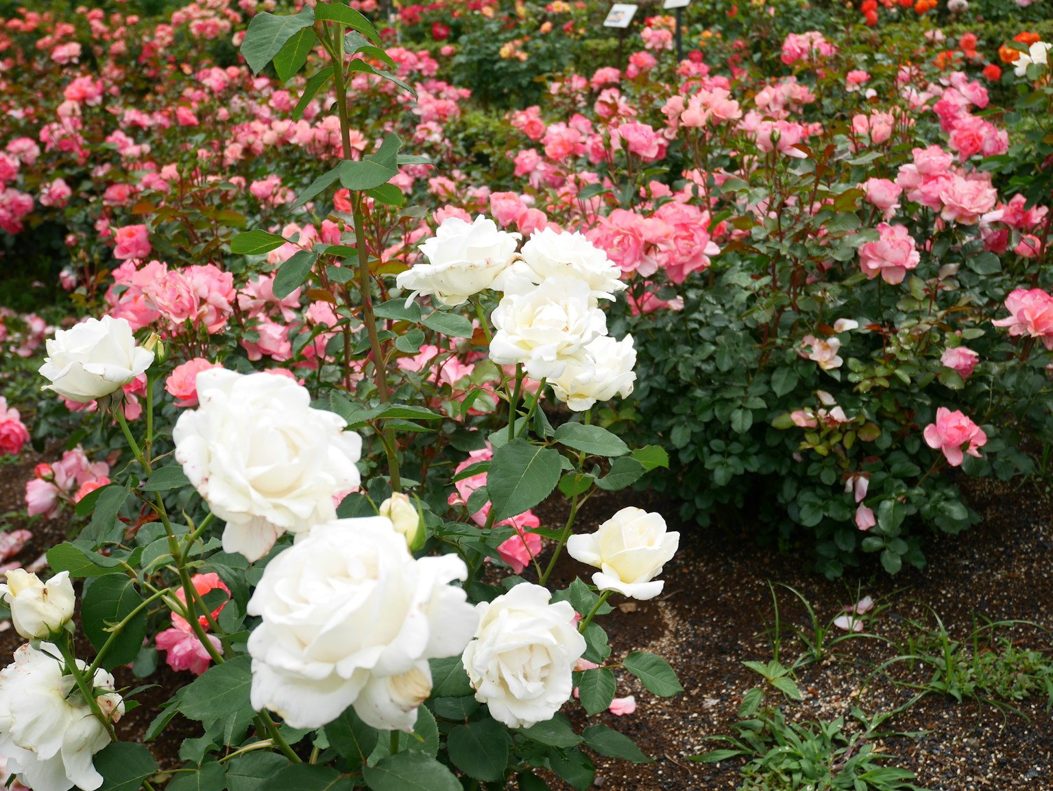 White roses and pink roses blooming in a garden