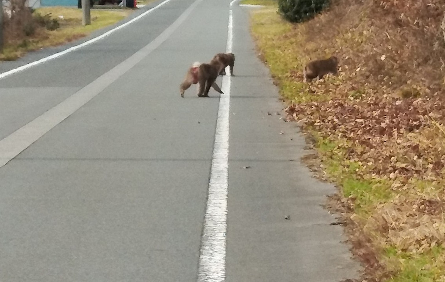Due animali che attraversano la strada con la natura circostante