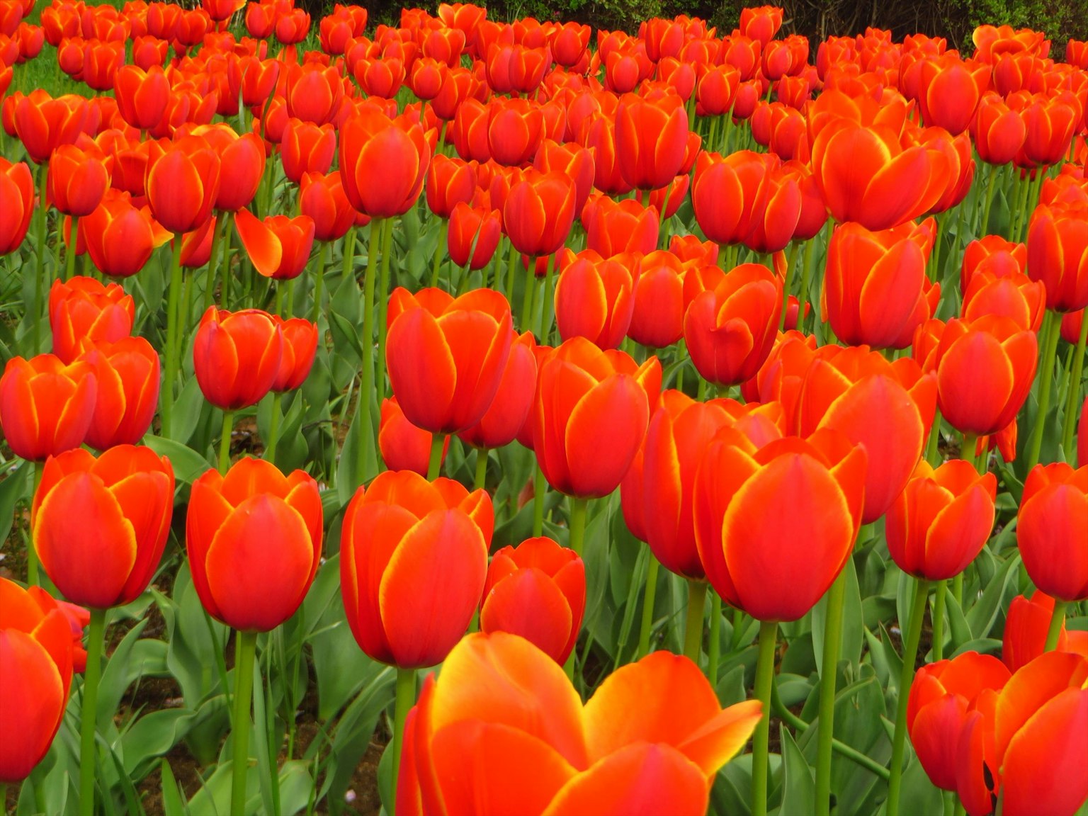Ladang tulip oranye yang cerah