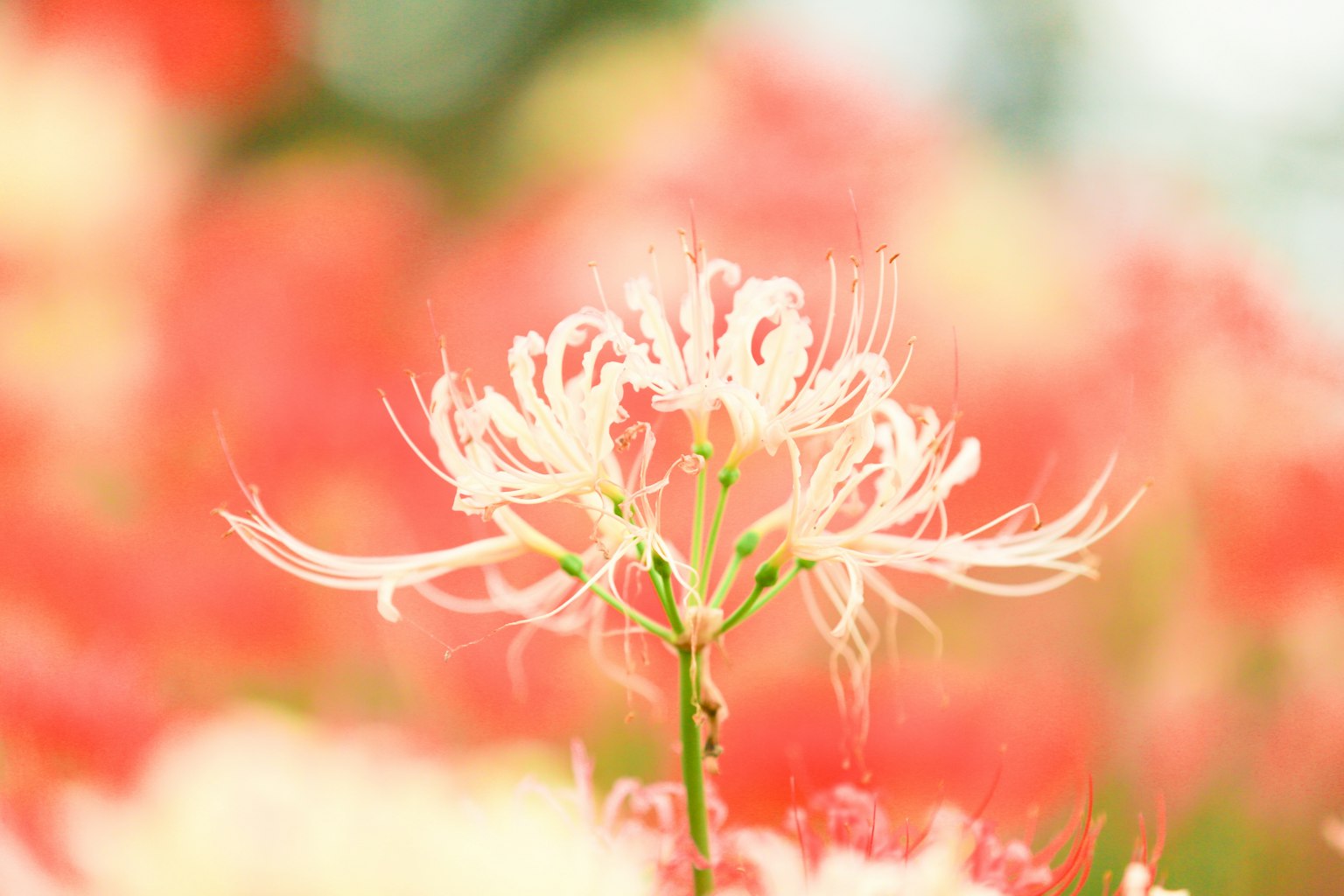 Eine schöne Makrofotografie einer weißen Blume, die sich vor einem roten Hintergrund abhebt