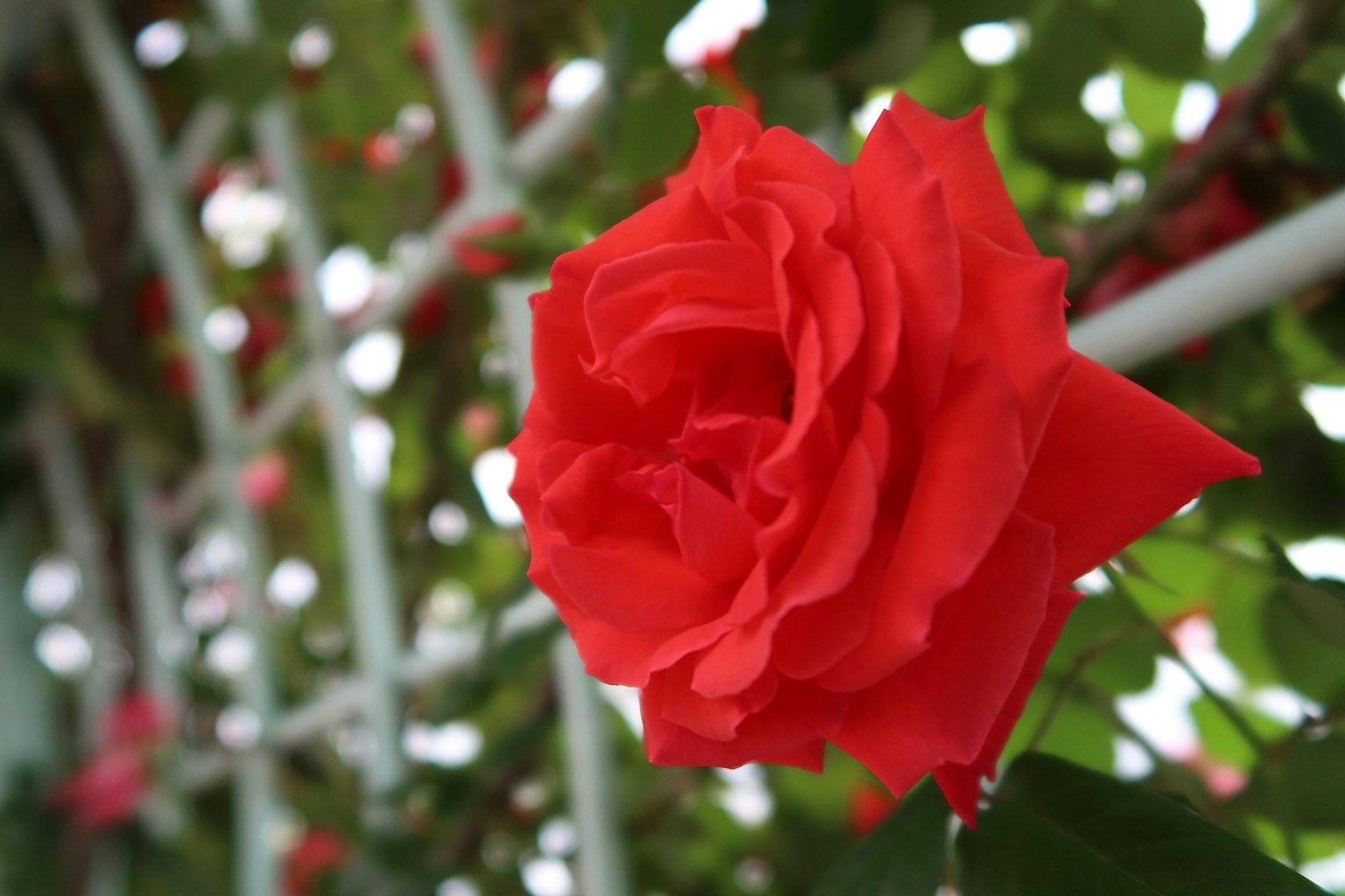 Una vibrante rosa roja floreciendo contra un fondo de hojas verdes