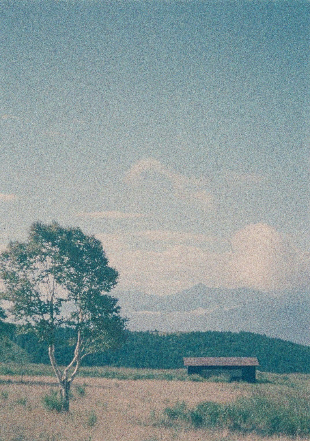 丘陵の草地に立つ木と小さな納屋のある風景