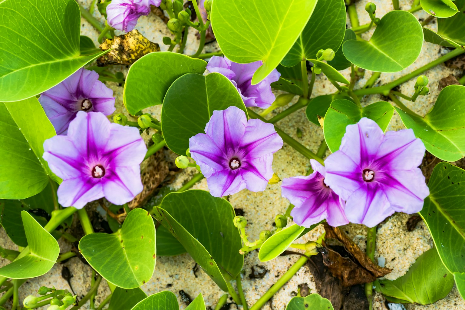 Flores moradas con hojas verdes floreciendo sobre arena